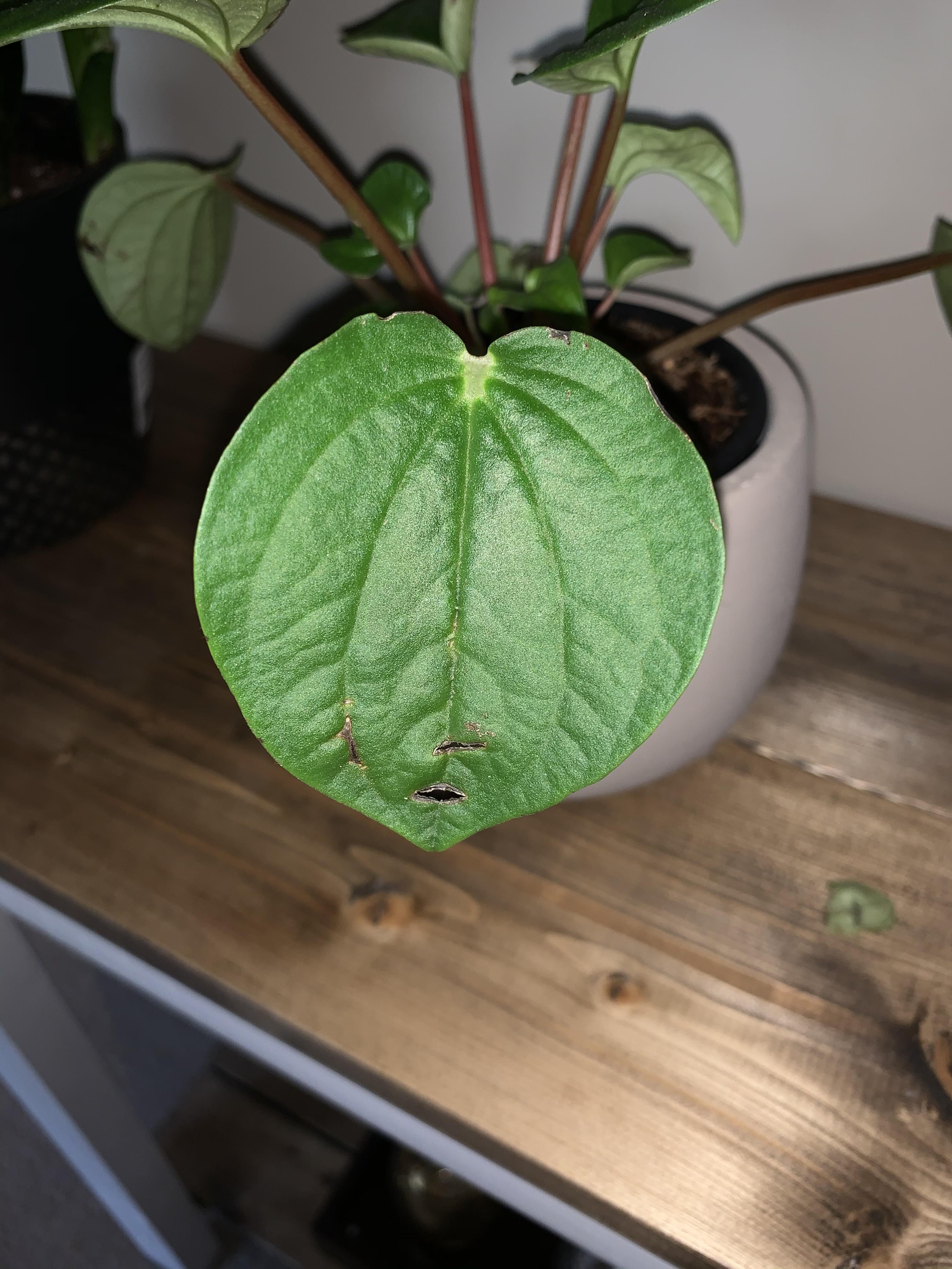 I have black spots that turn into holes on my Rana Verde ( I have no