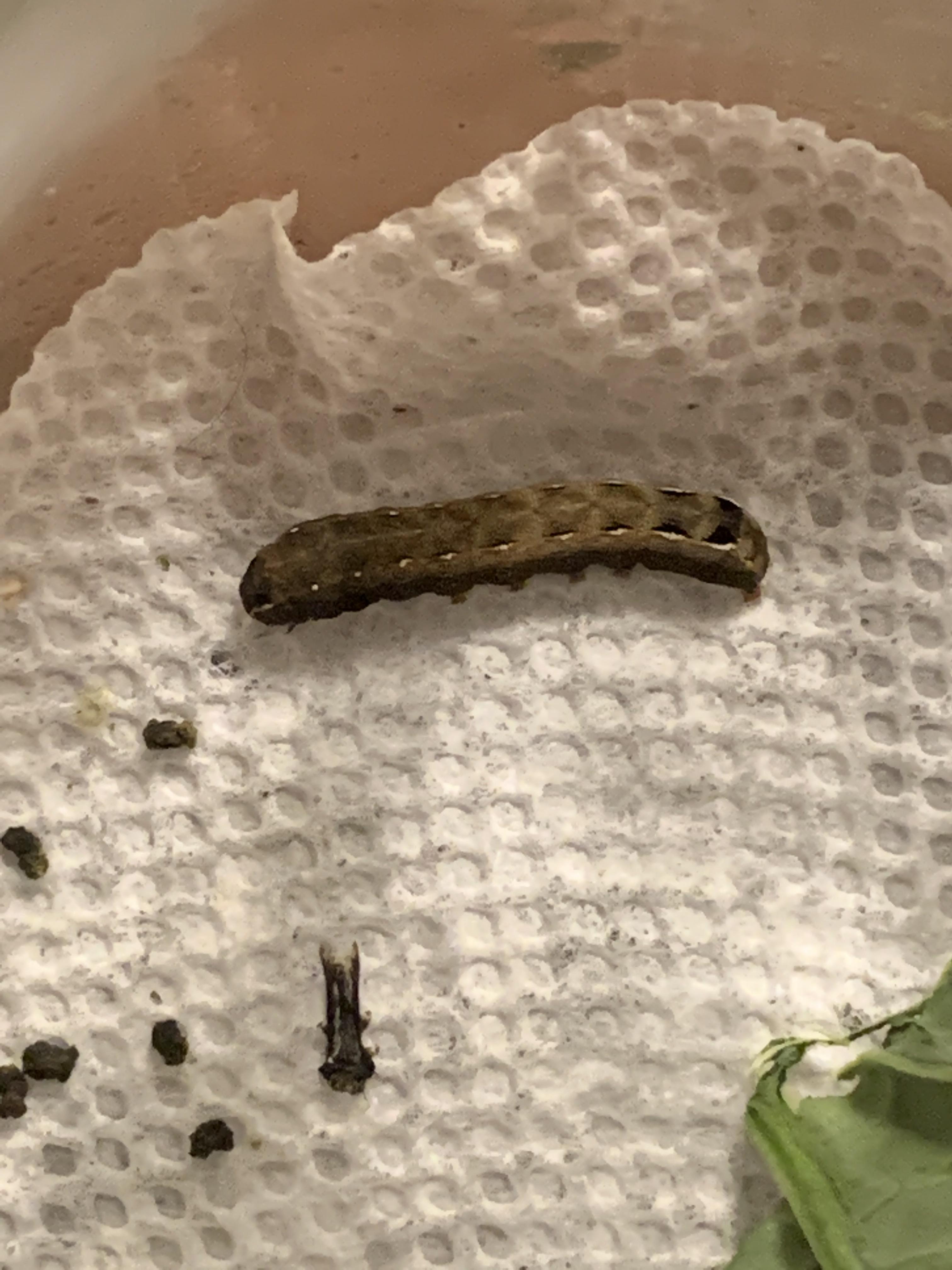 What type of caterpillar is this? I found it eating my outdoor fiddle