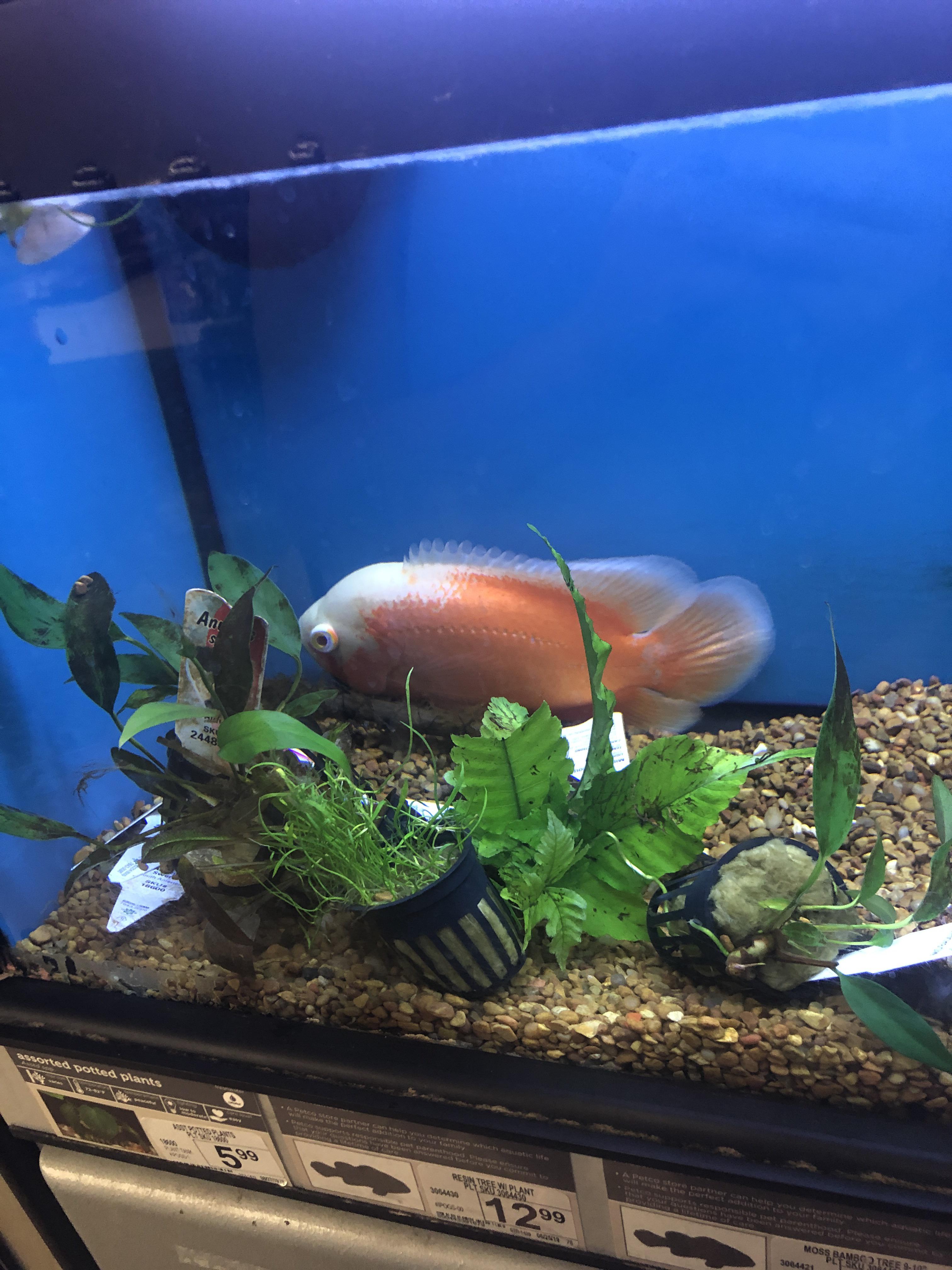This fish at PetCo. r/AbsoluteUnits