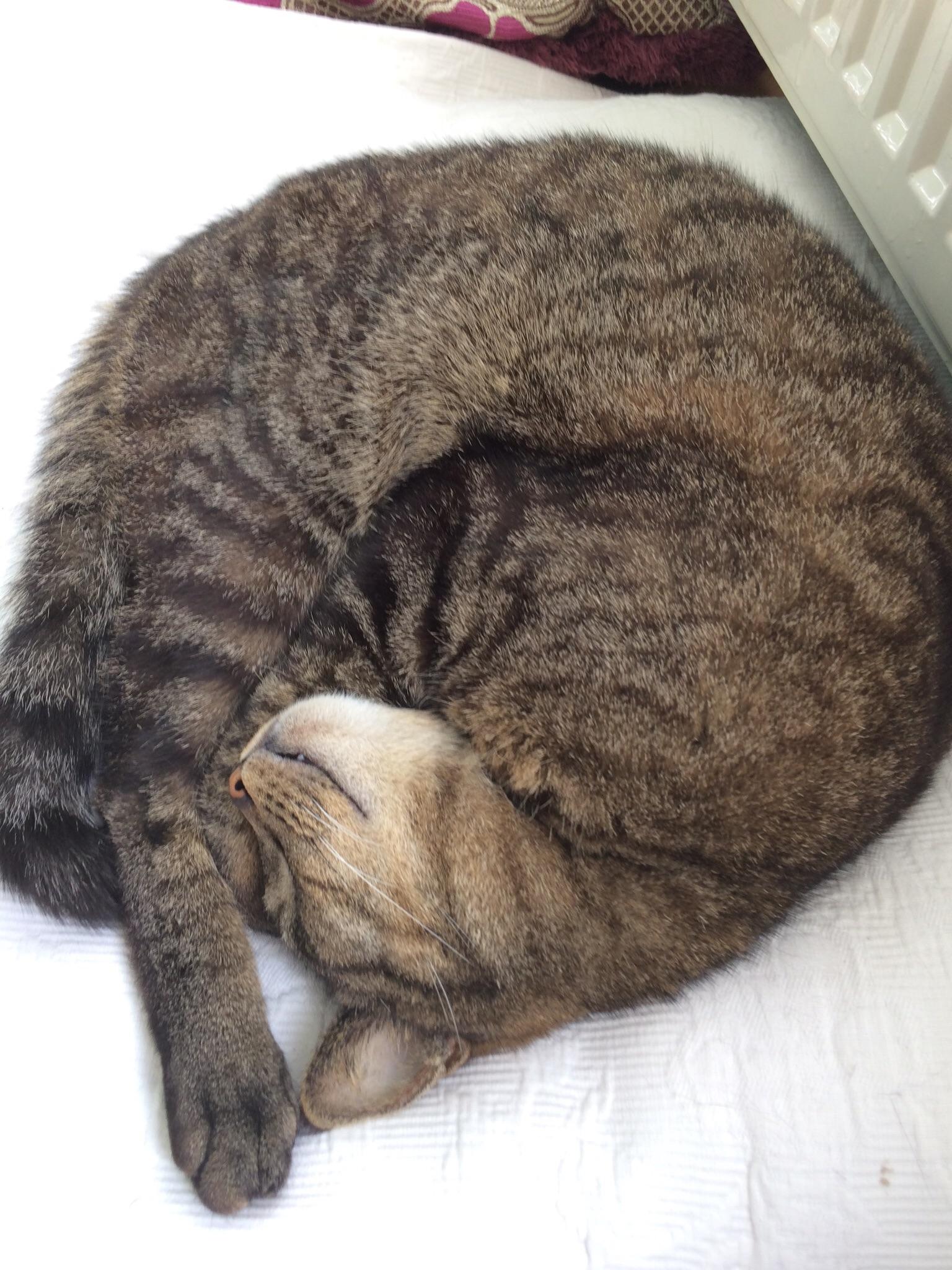 My cat likes to sleep this way r/cute