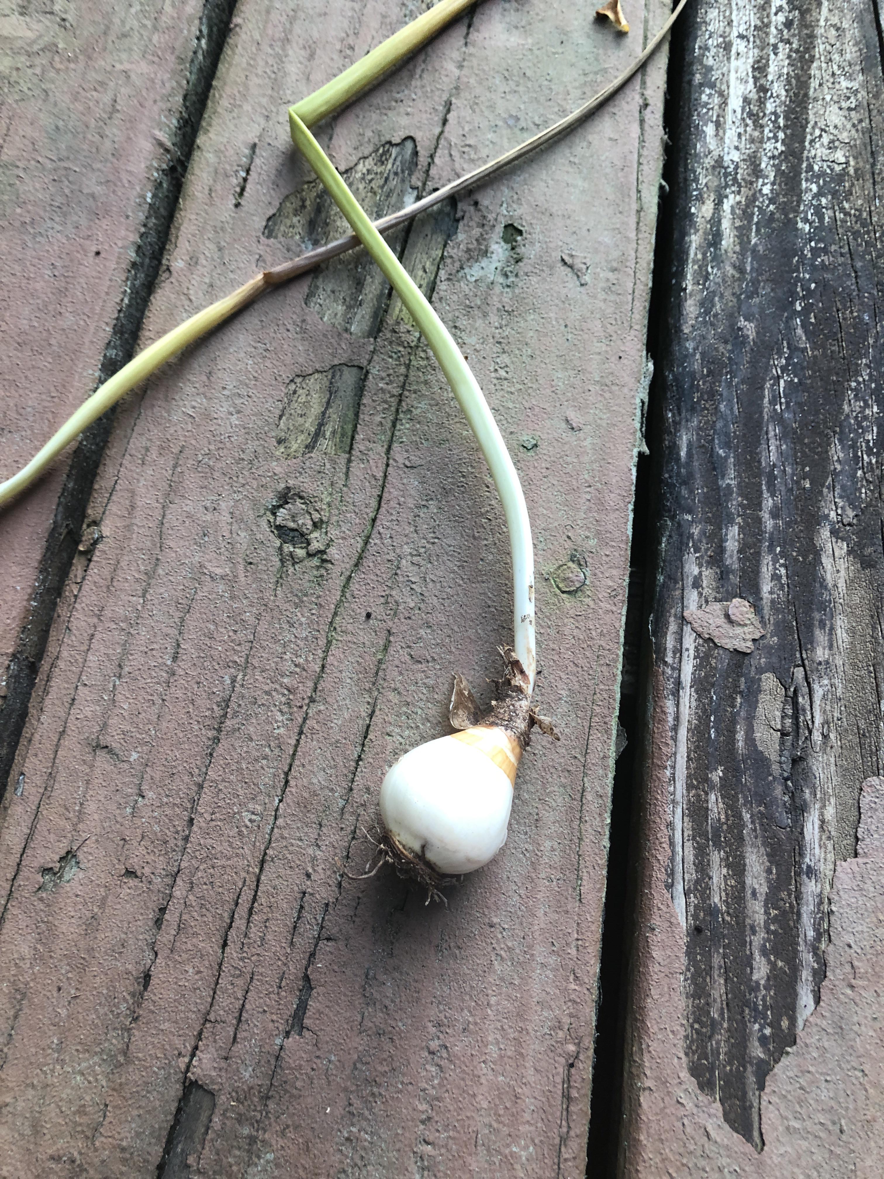 Gardeners of reddit, what is this r/gardening