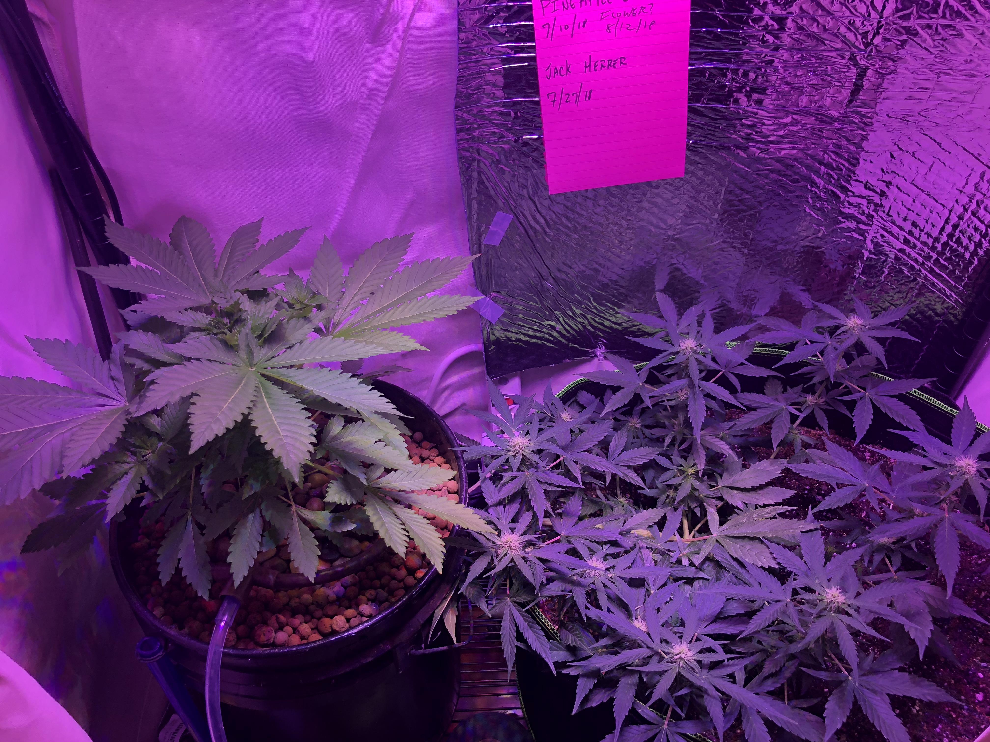 Pineapple Express Auto(58 days from sprout) on the right, Jack Herer