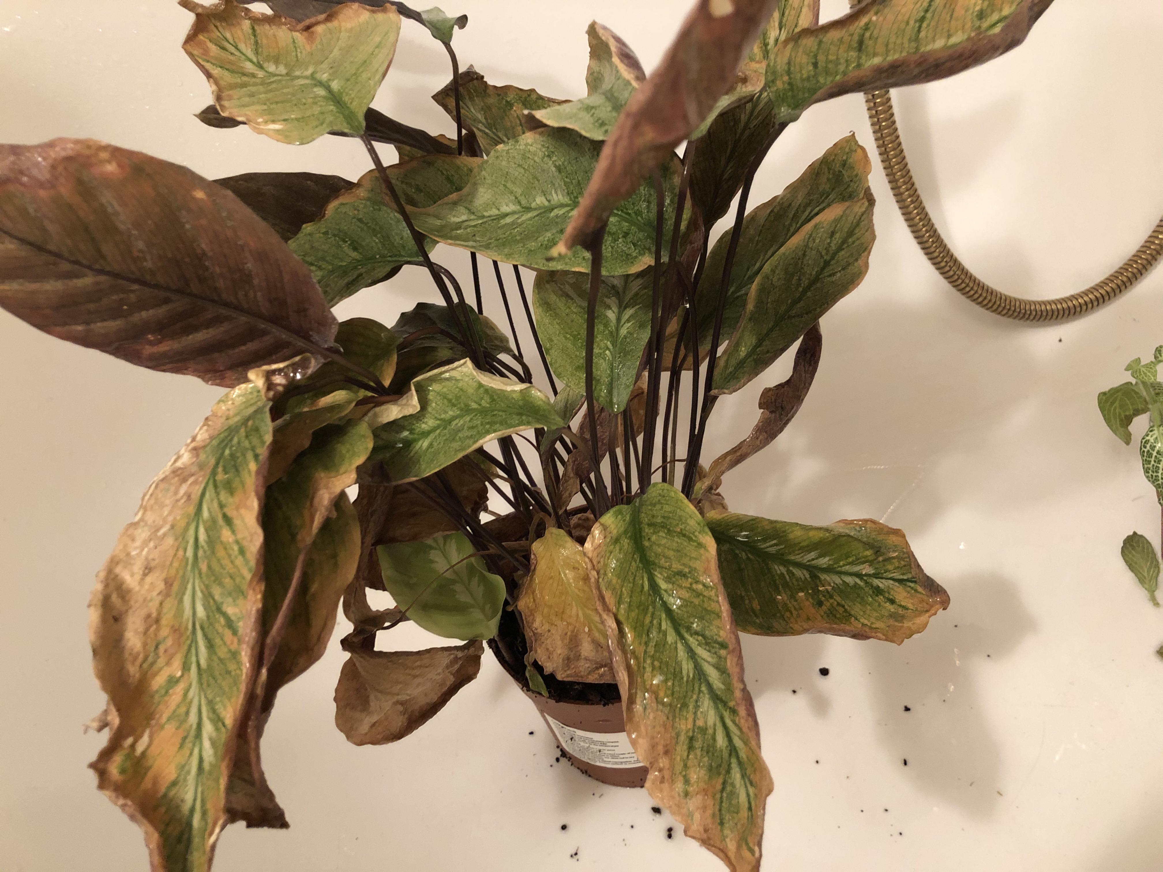 my calathea is rly sad but it has sprung a new leaf beneath all the brown ones. should i cut off