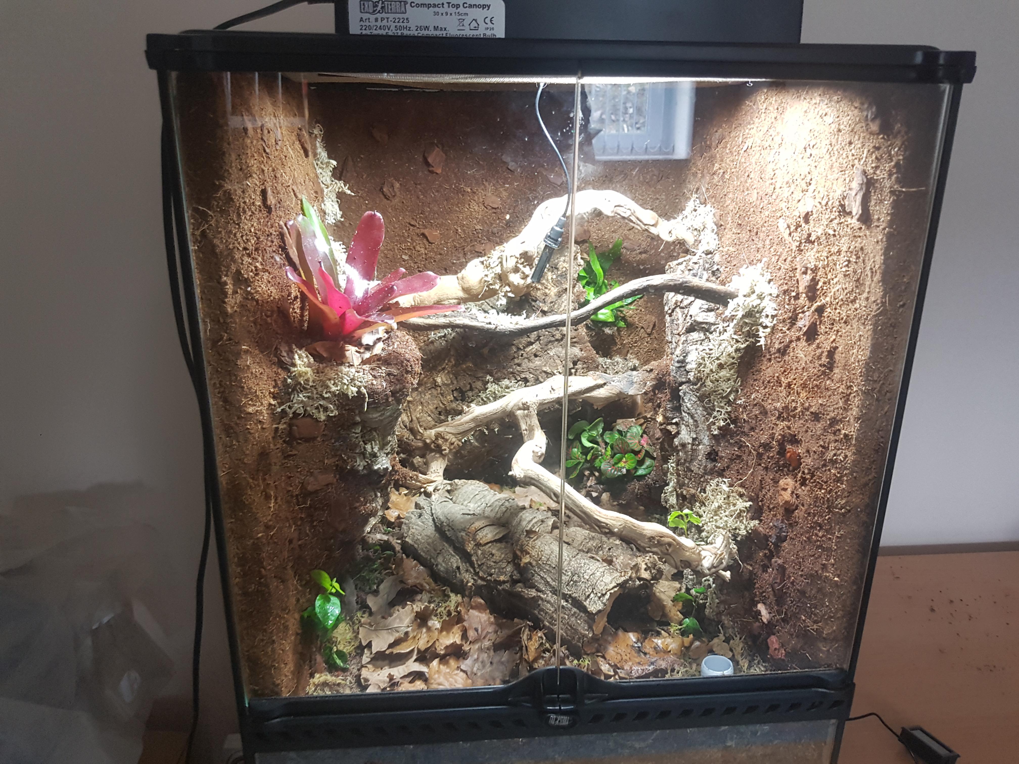 Newly planted bioactive crested gecko terrarium r/reptiles