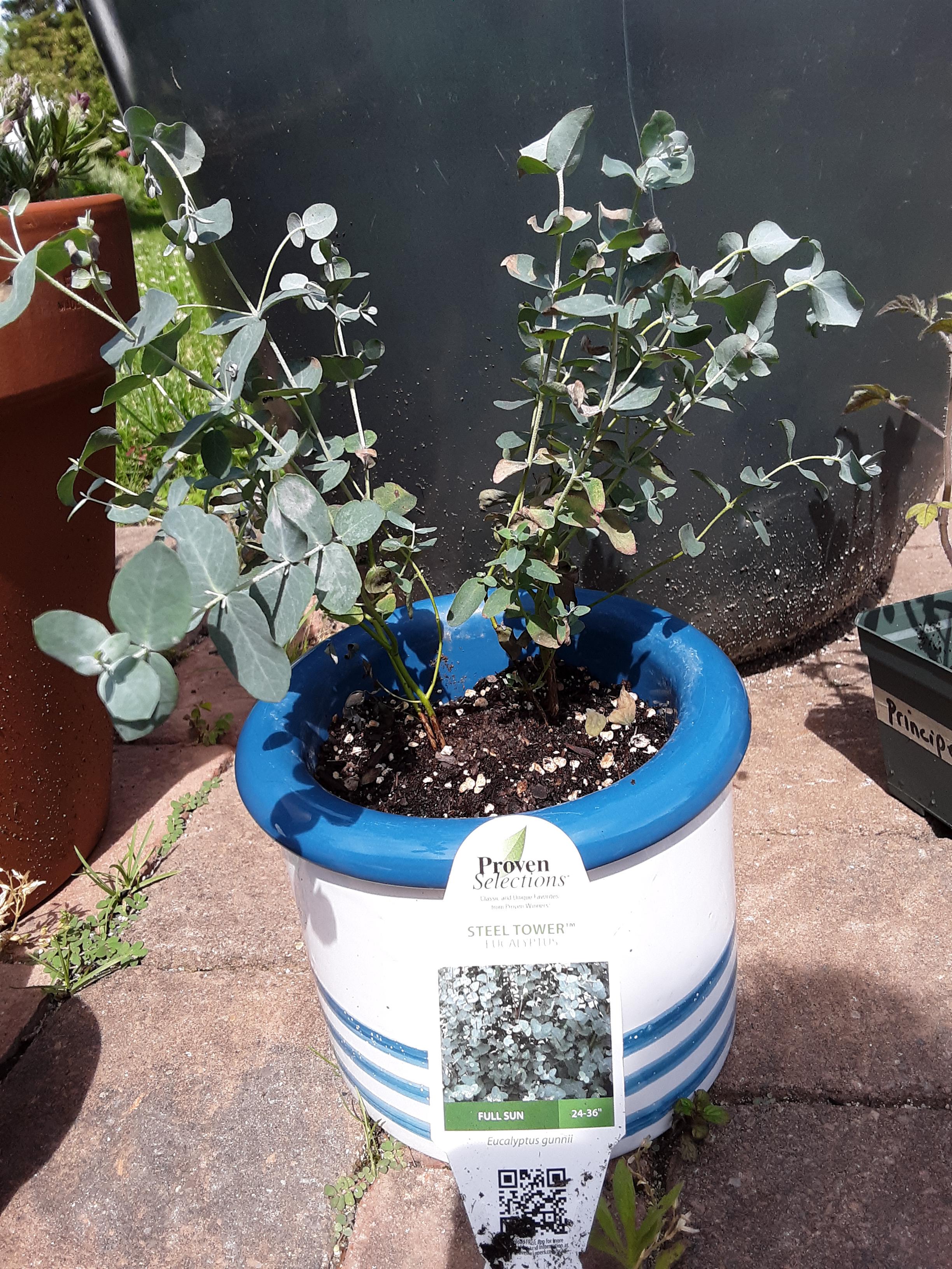 What's making my plant wilt and turn brown? It's a steel tower eucalyptus plant and it's been