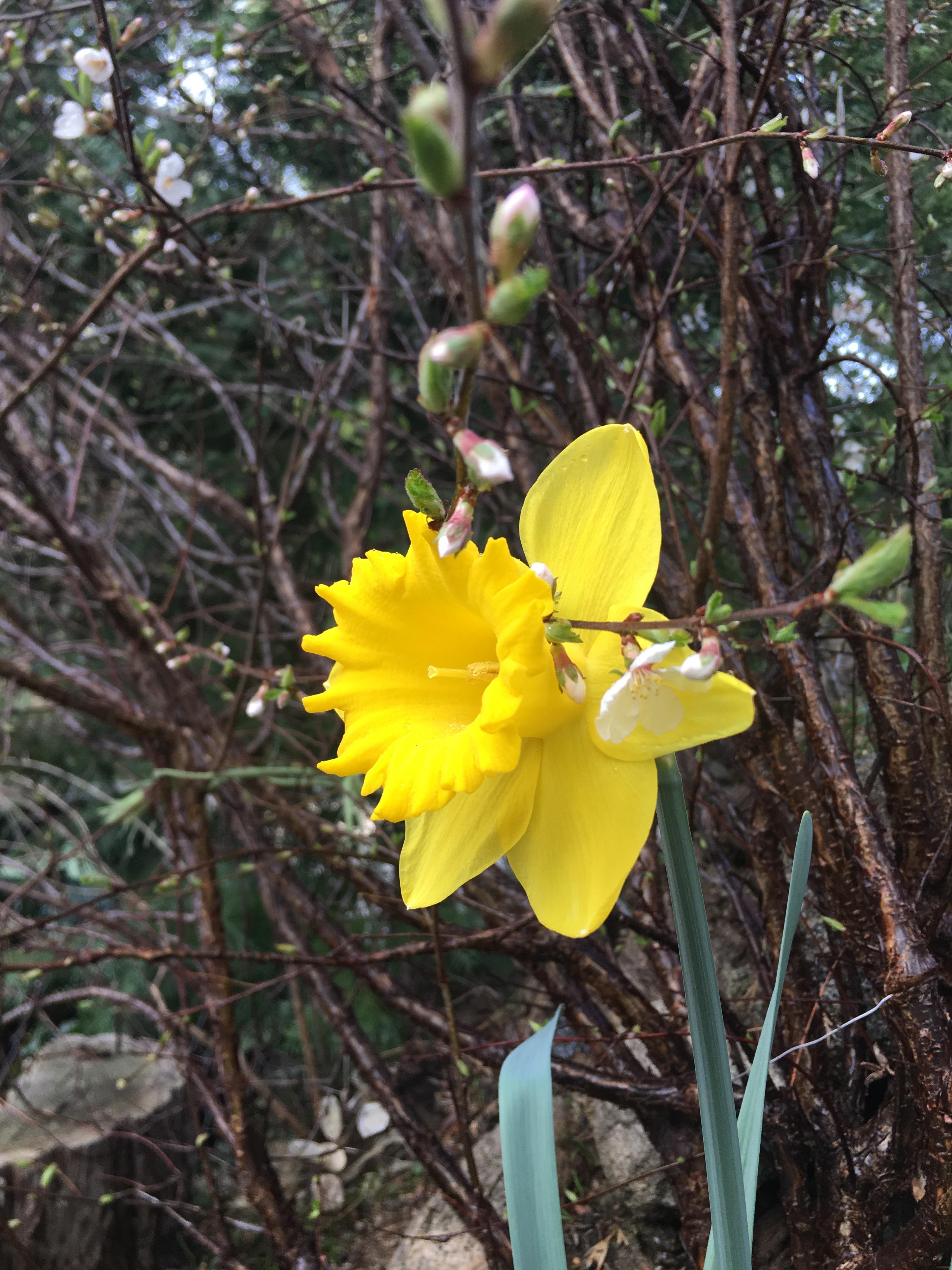 Where I live daffodils grow naturally. This picture doesn’t do this