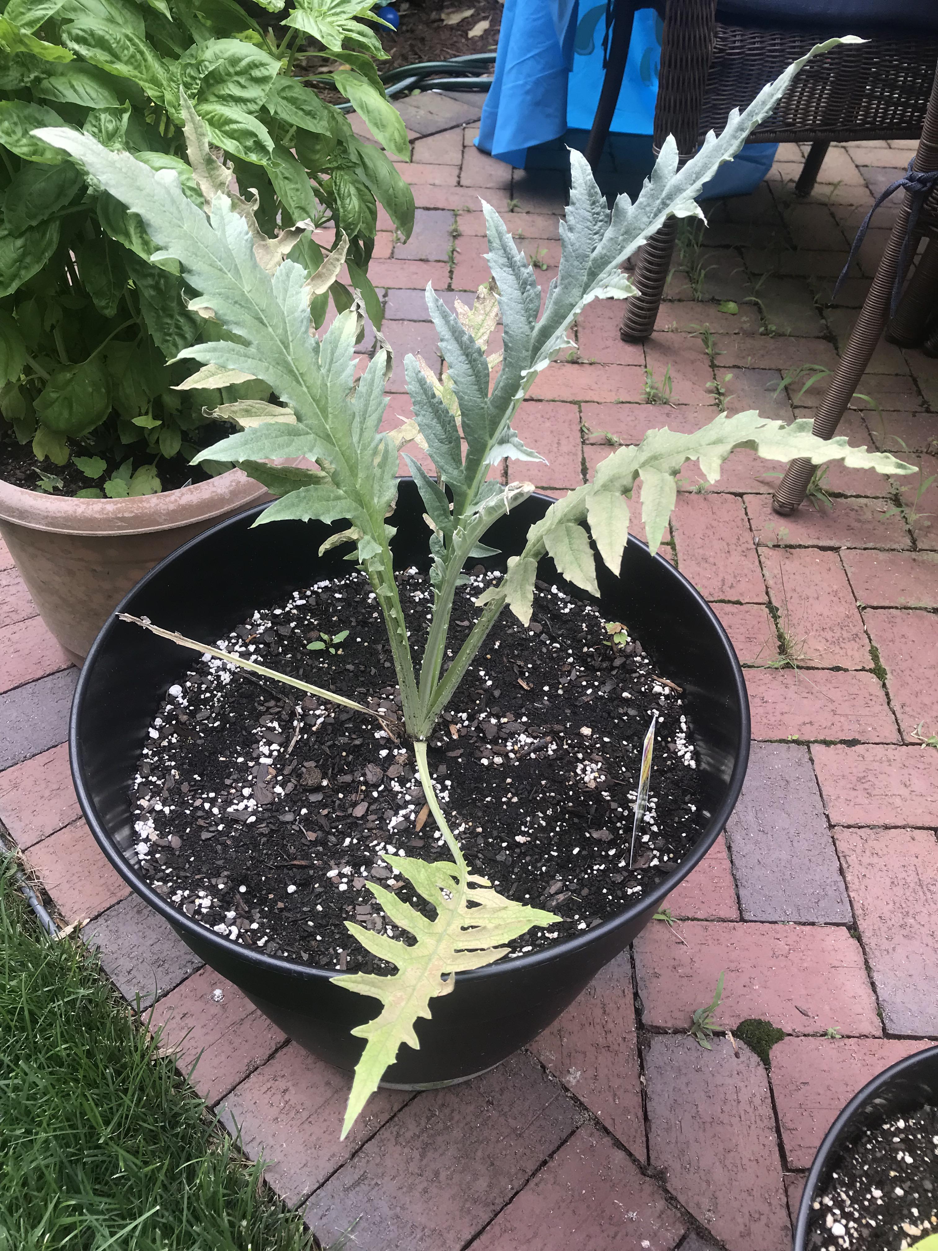Artichoke plant seems to be struggling. Any suggestions? Stems keep