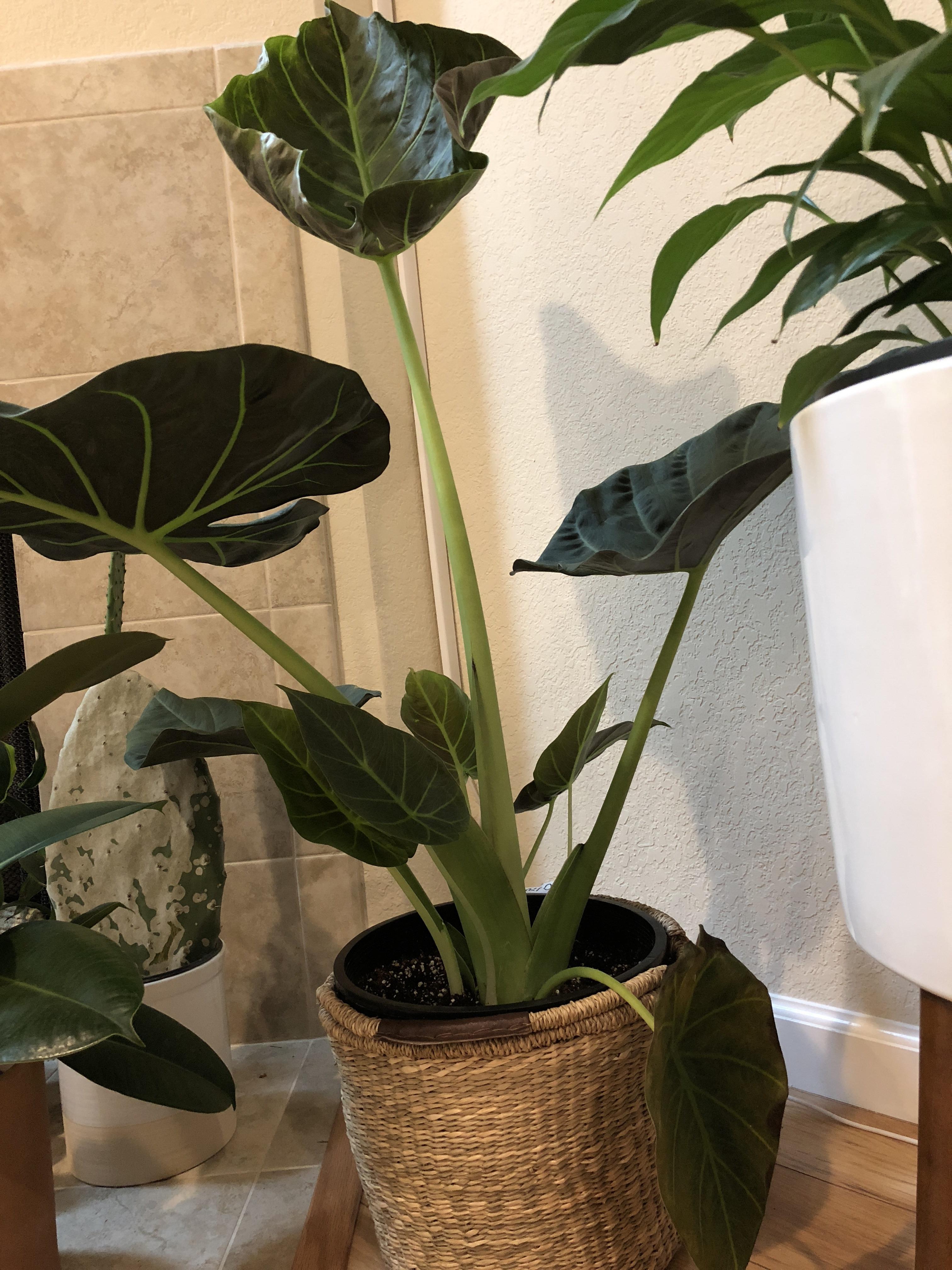 One elephant ear drooping ( bottom right. Anyone know why? r/plantclinic