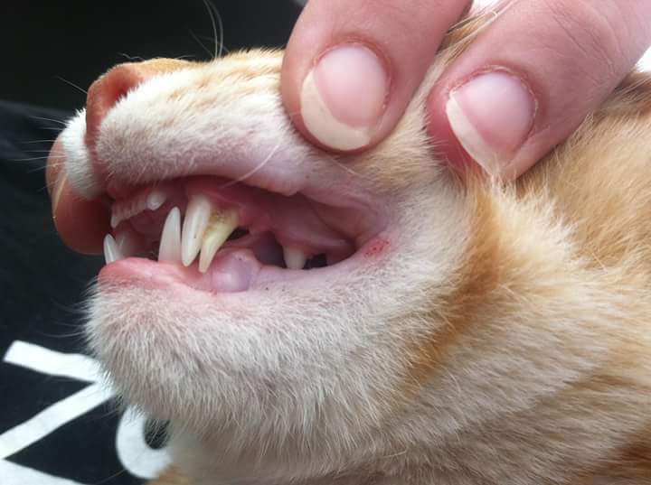 My brother's cat has extra fangies teefies