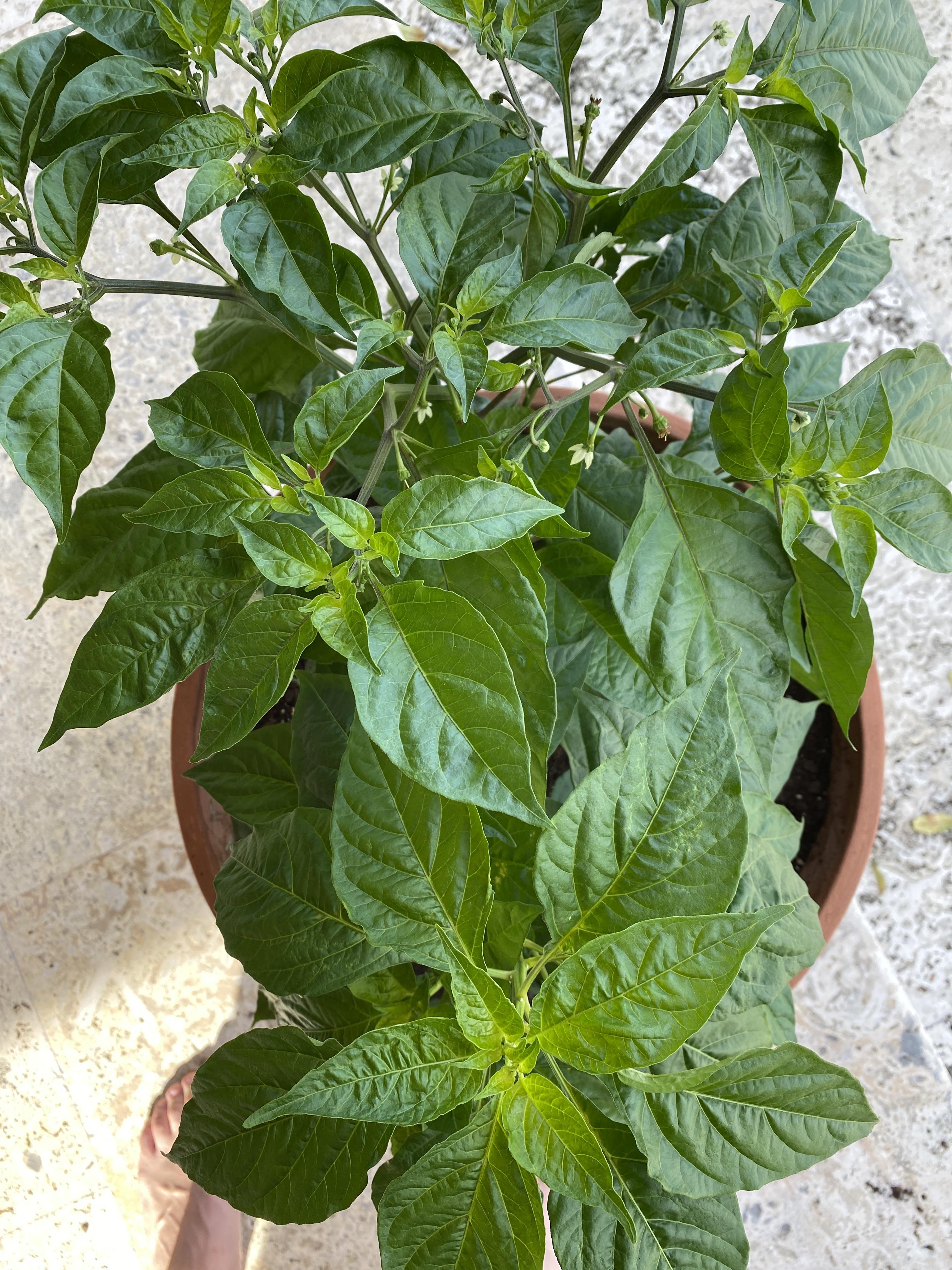 Habanero plants wondering why one is flowering and one isn’t (planted