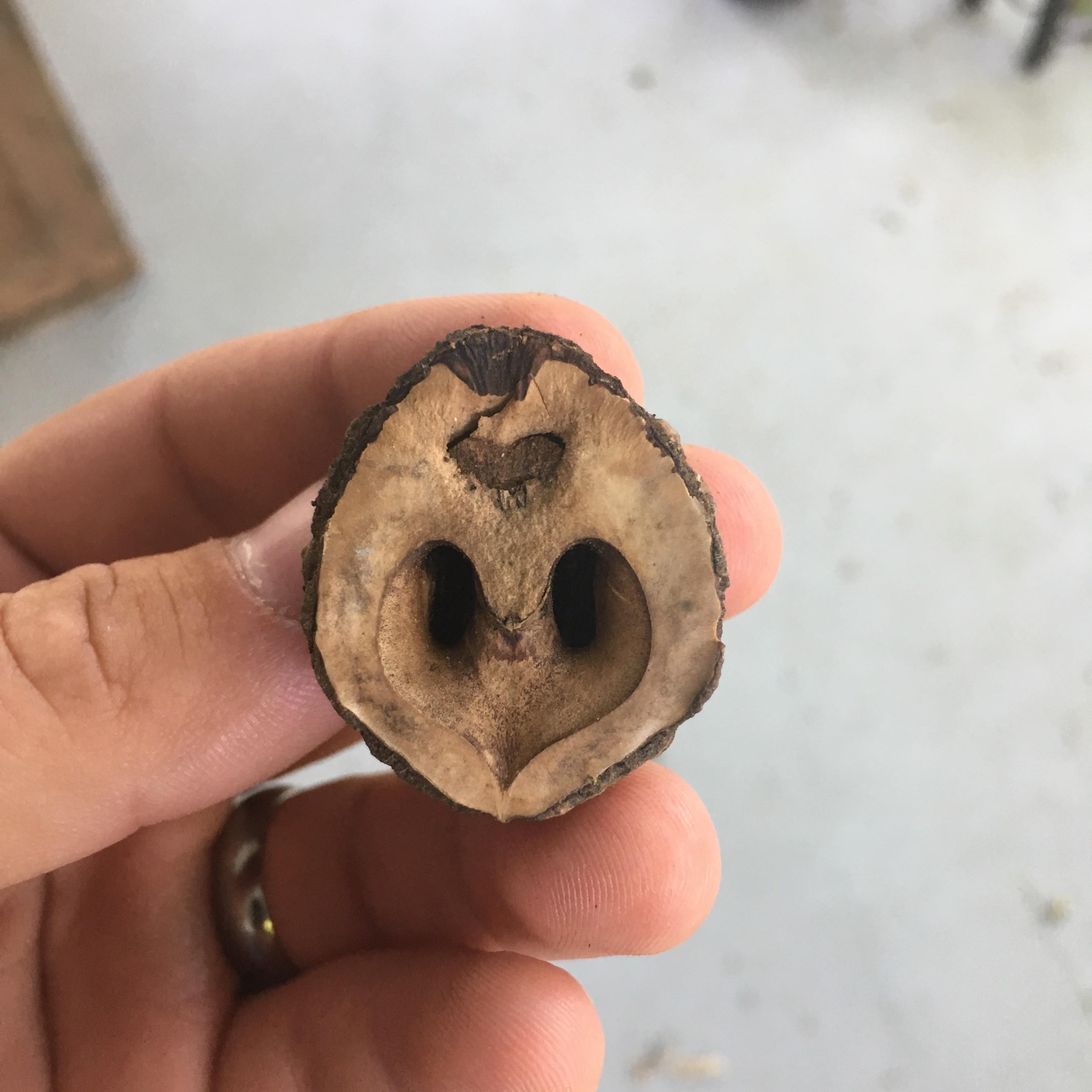 This tree nut looks like a pigs nose r/mildlyinteresting