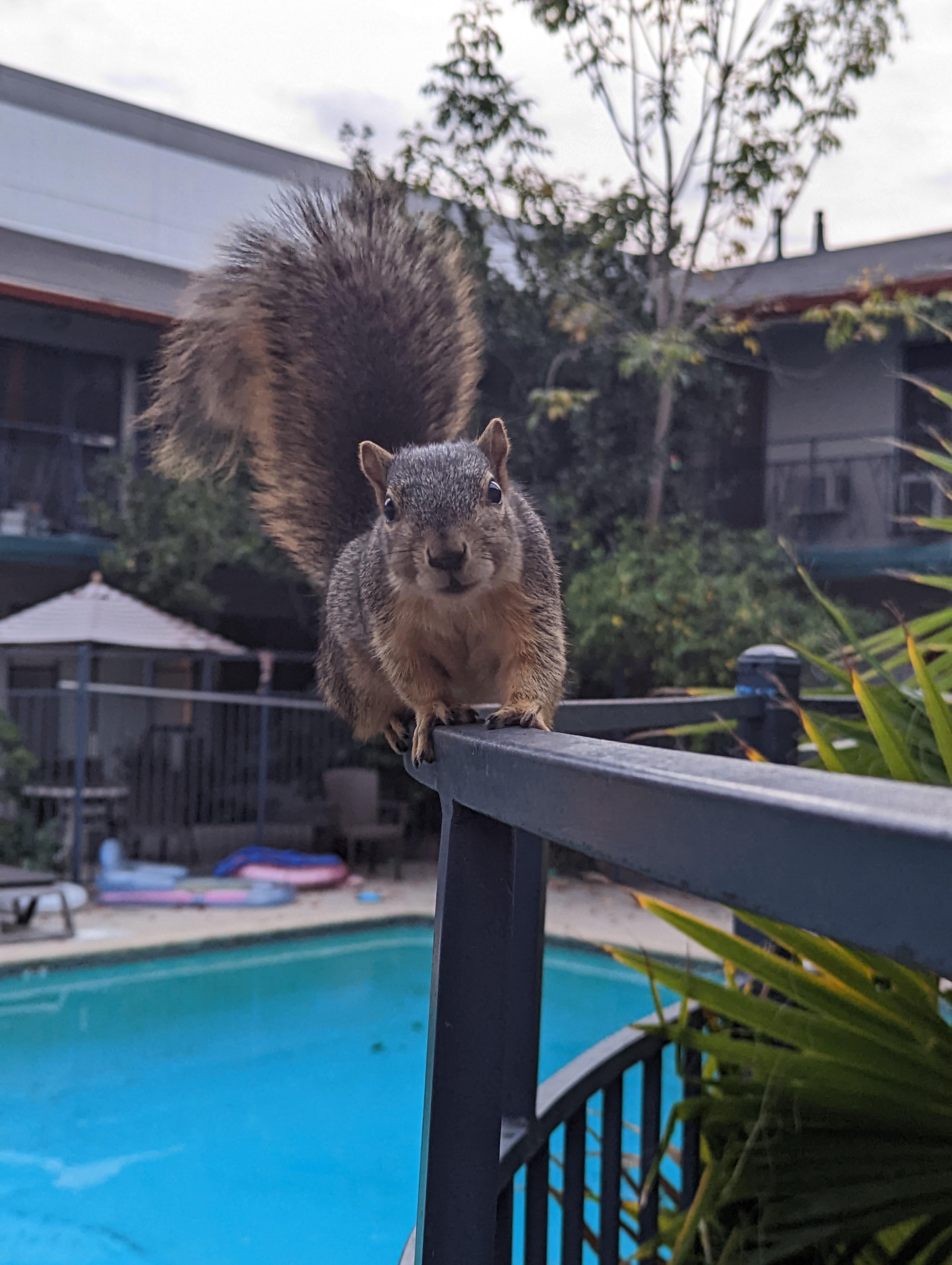 This guy comes out everytime I leave my apartment and I always have to