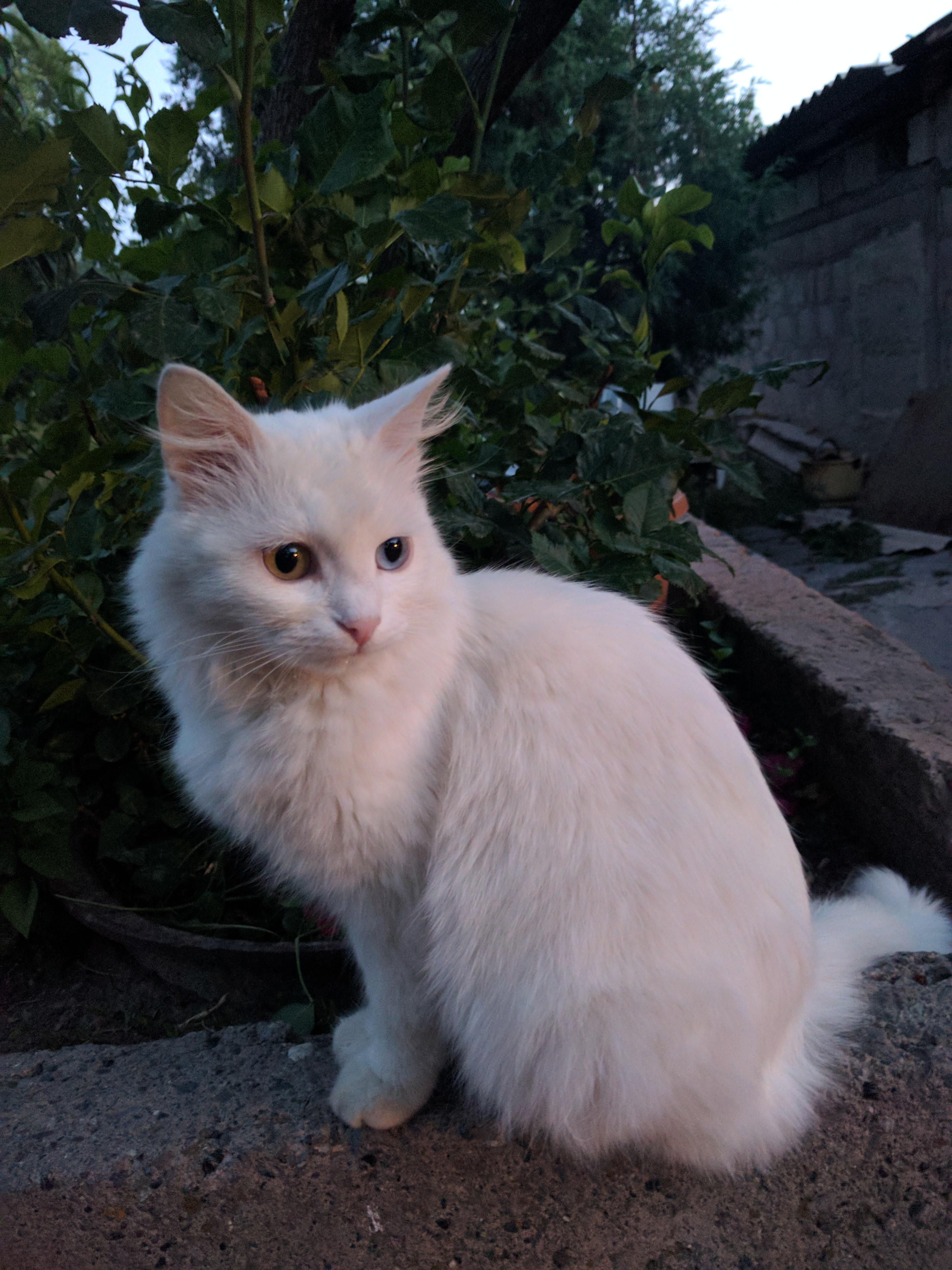 Rare Armenian Van cat with different eye colors r/cats