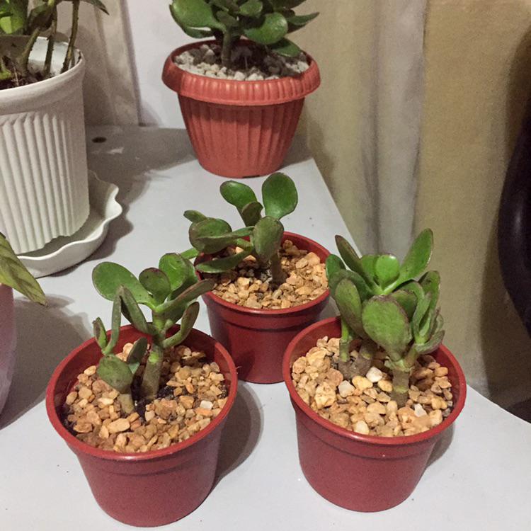 Just finished repotting this jade plant! How long should I wait before