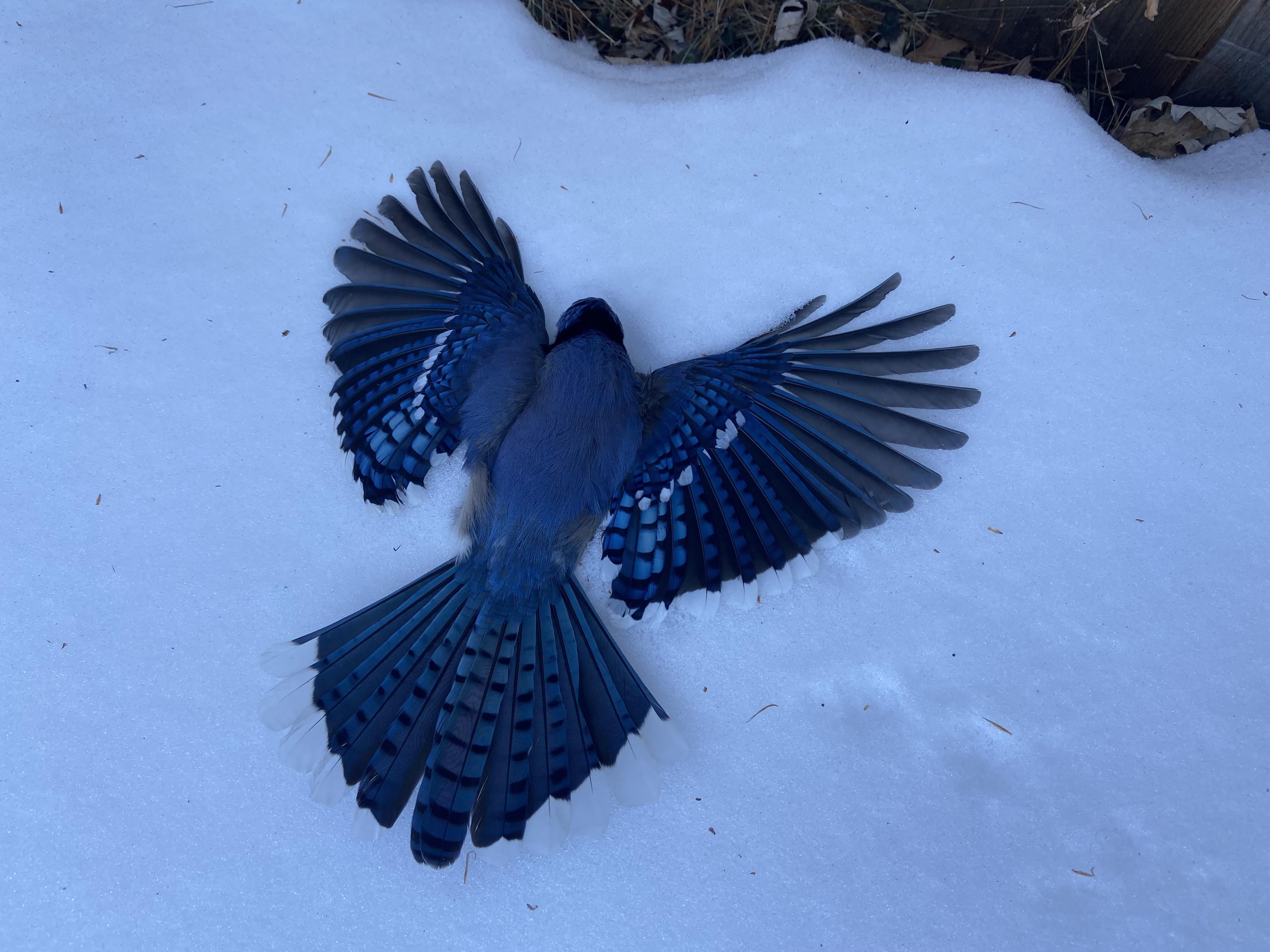 This blue jay died face down in the snow with all its feathers spread