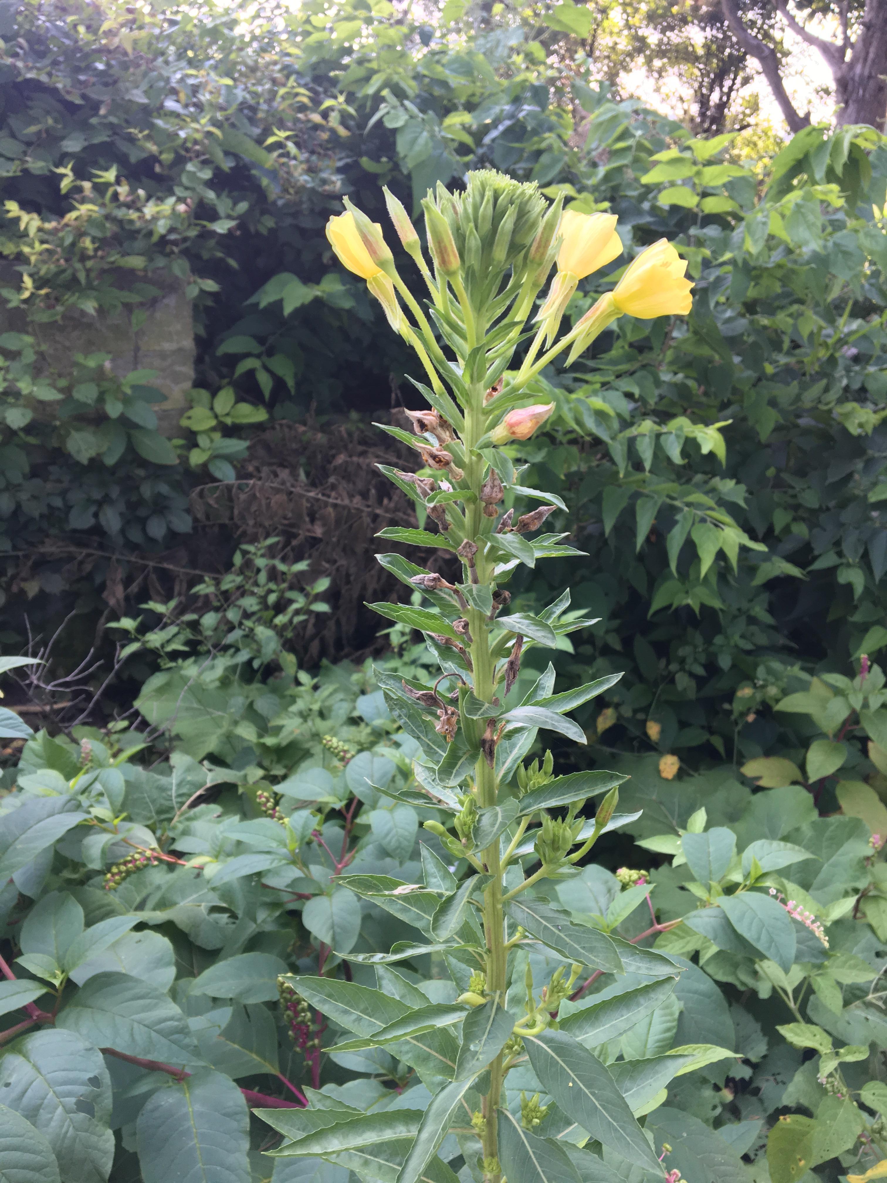 Found this flower on my farm in Van Wert Ohio (Zone 6a) r/whatsthisplant