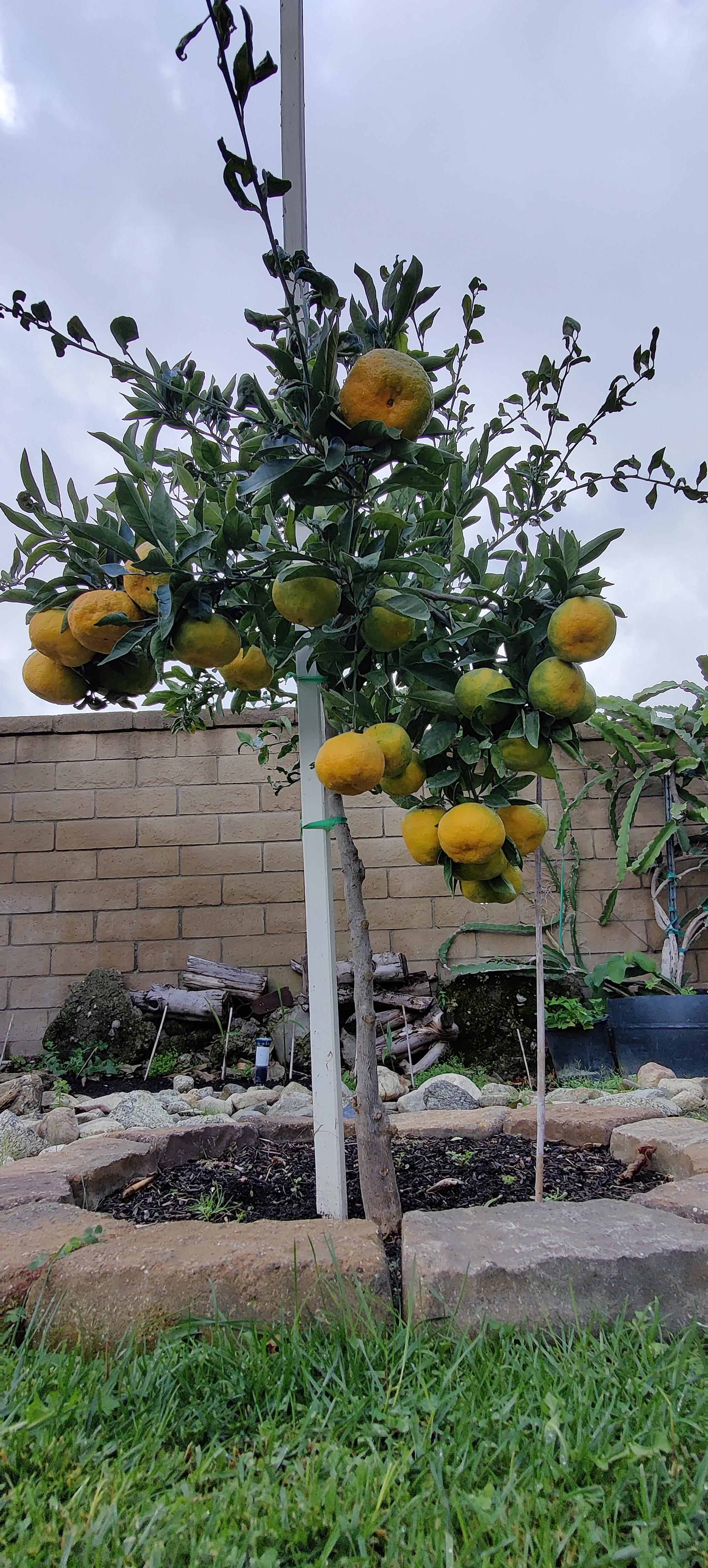 My Sumo Citrus graft did very well this year. Also known as Depokon and