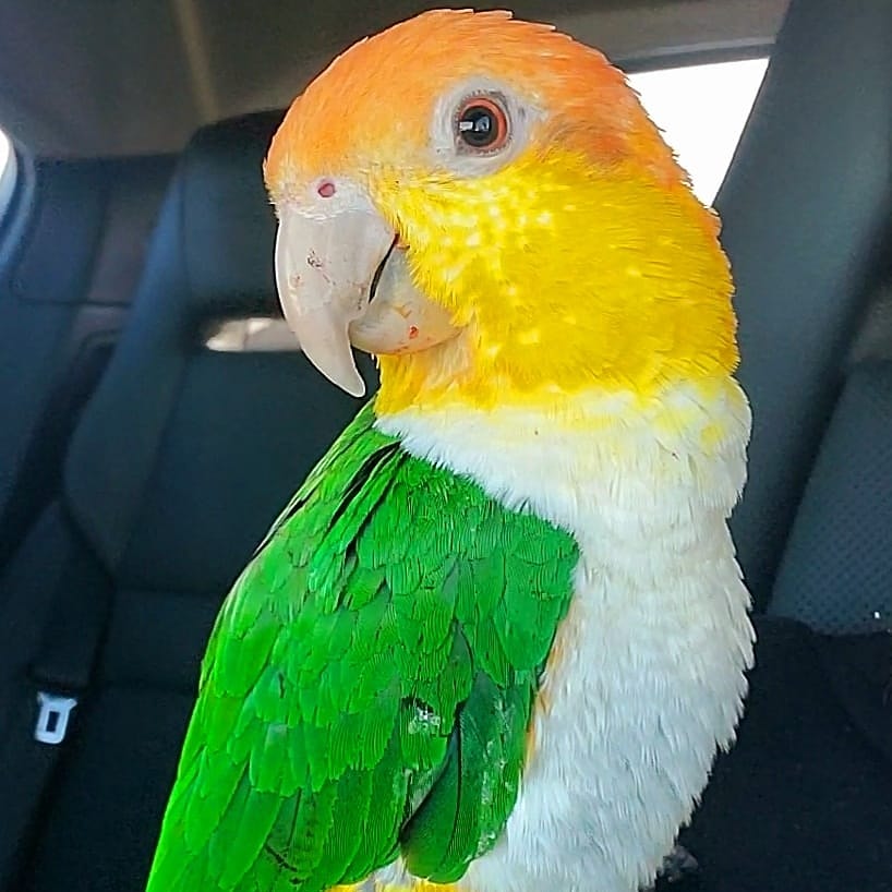 Our new national bird r/ireland