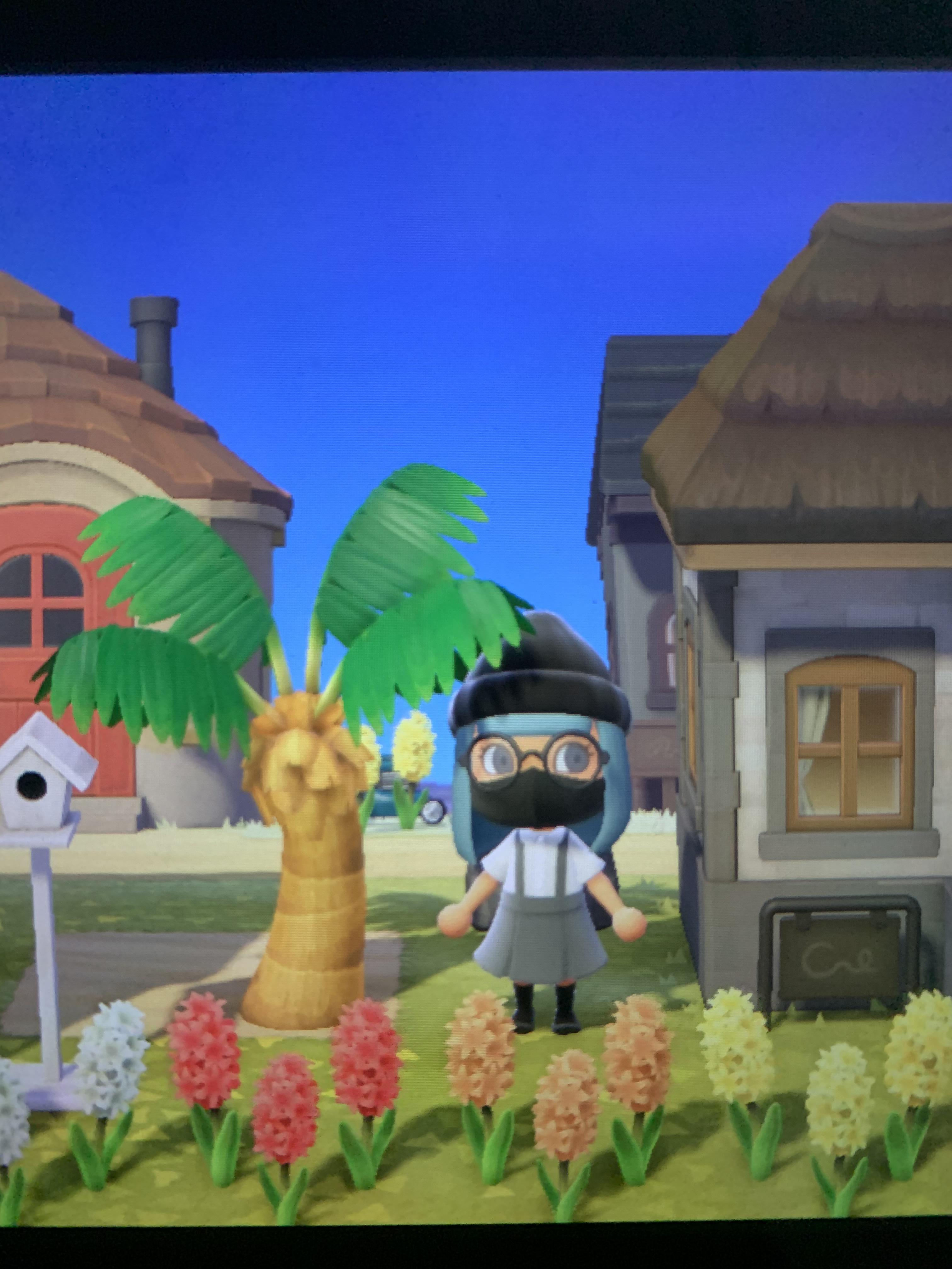 Can you stunt a coconut tree’s height? I don’t want them to grow taller