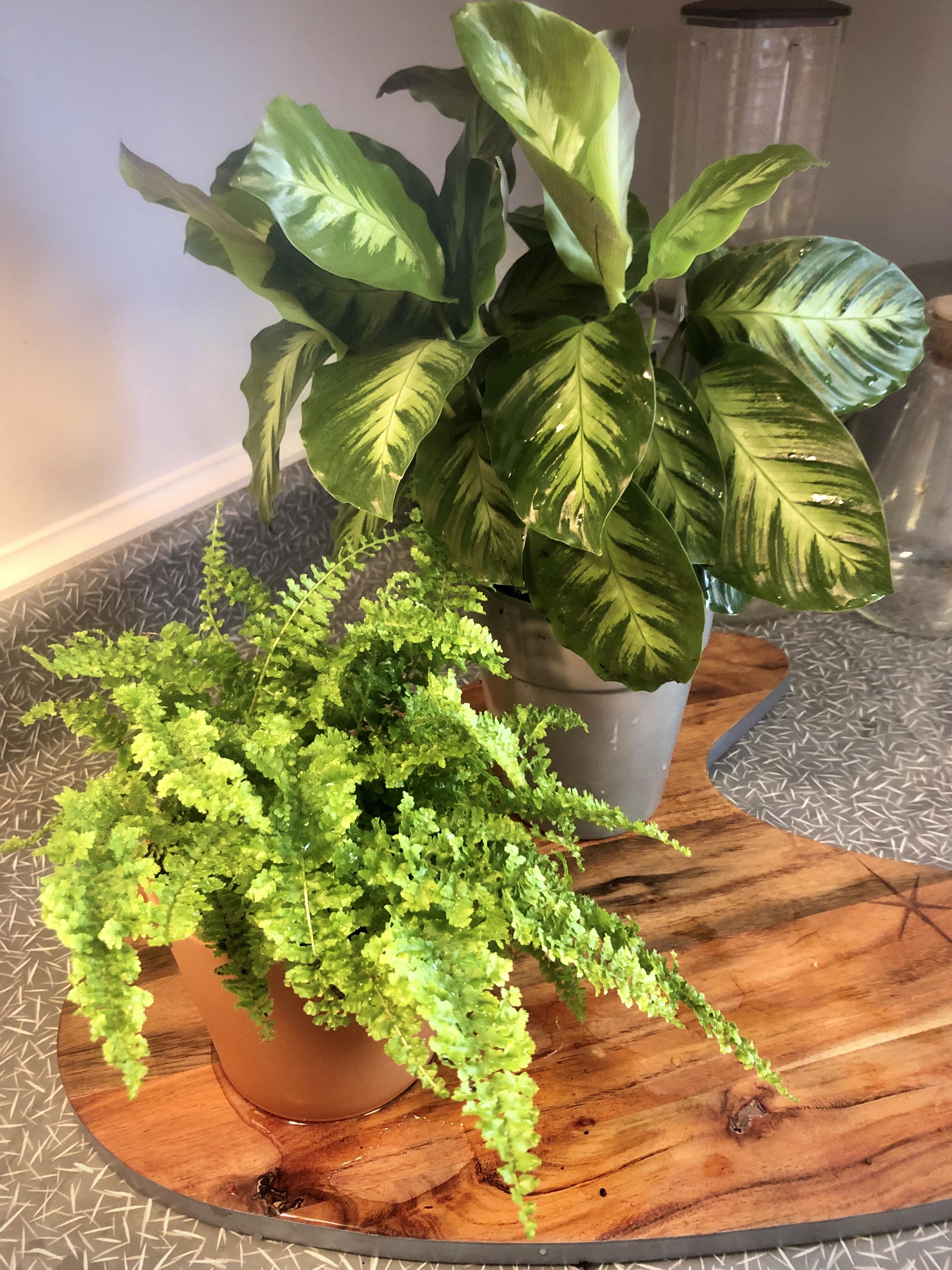 Do you guys use humidifiers near your wood furniture? I don’t want to