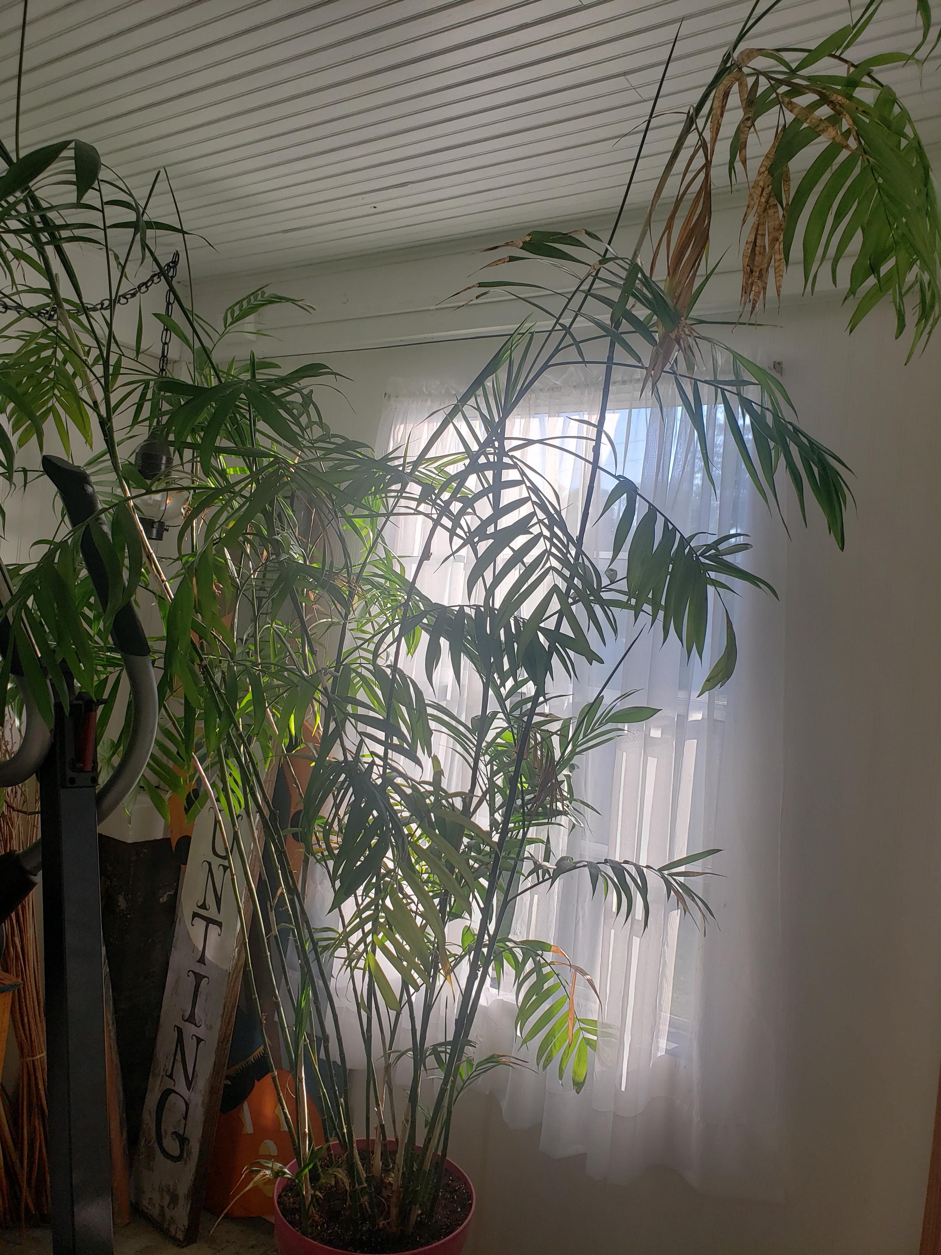 I think I'm killing my bamboo palm [story in comments] r/plantclinic