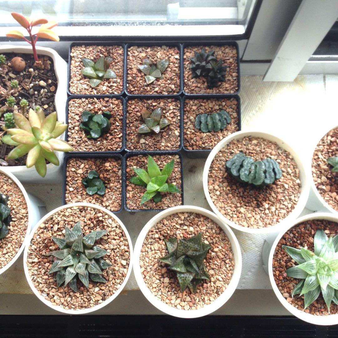 Haworthia Sunday repotting almost taken roots succulents
