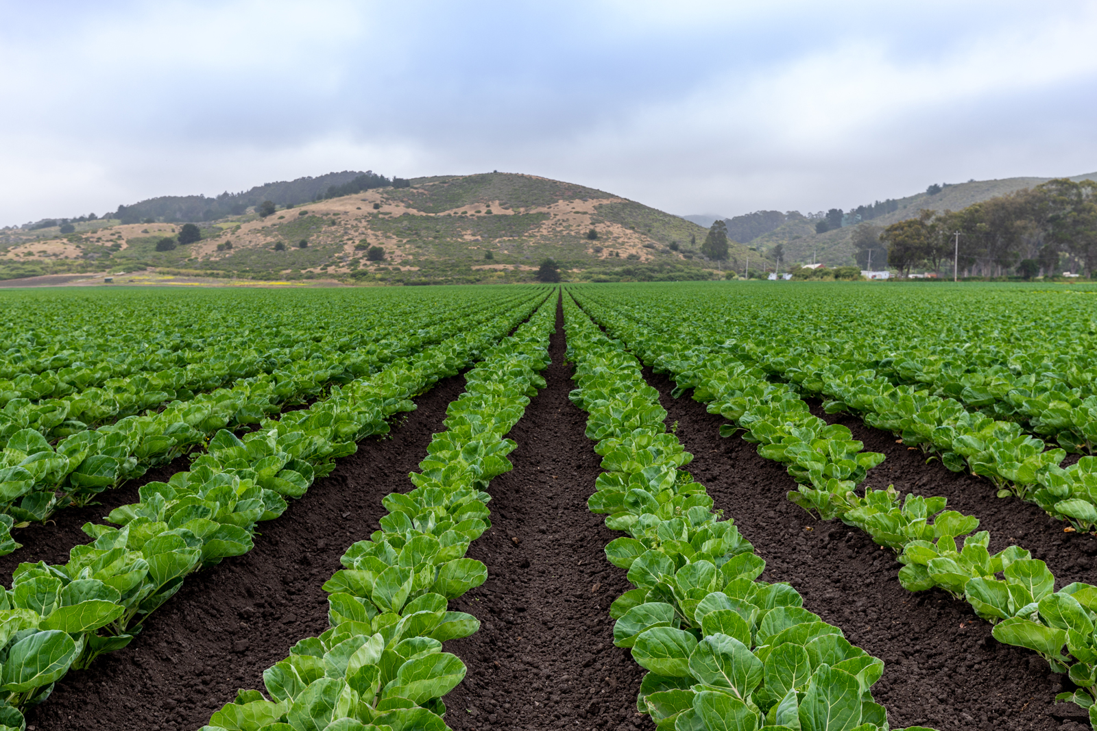 Leafy green fields near HMB r/bayarea