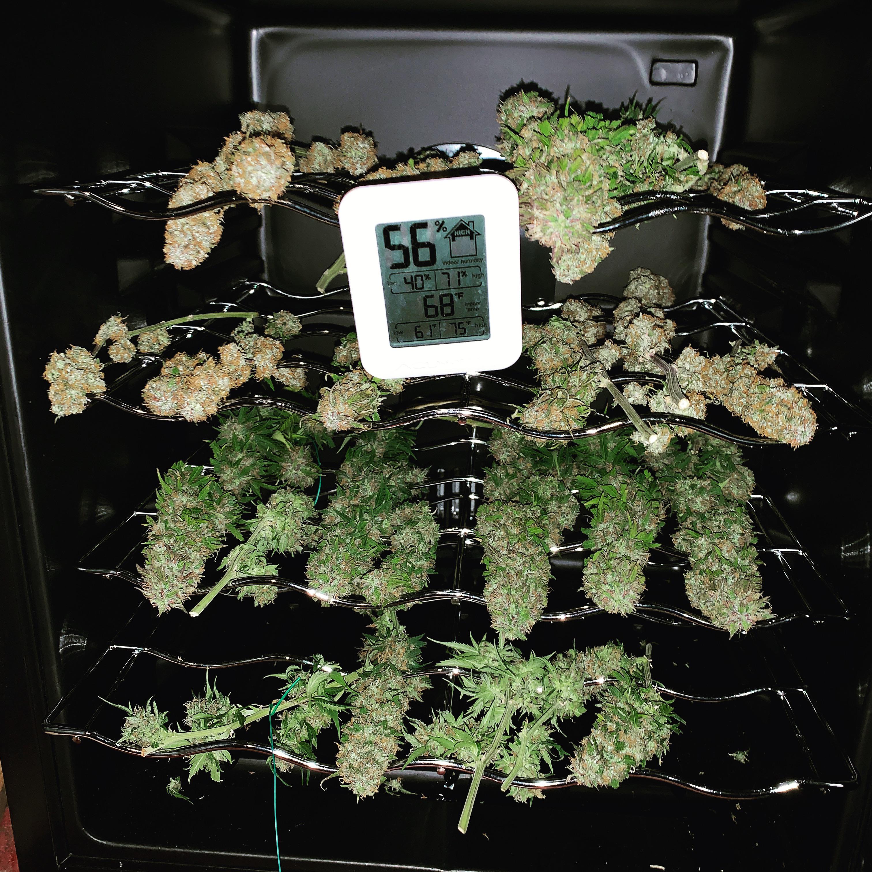 Dry and cure in the wine refrigerator? r/Autoflowers