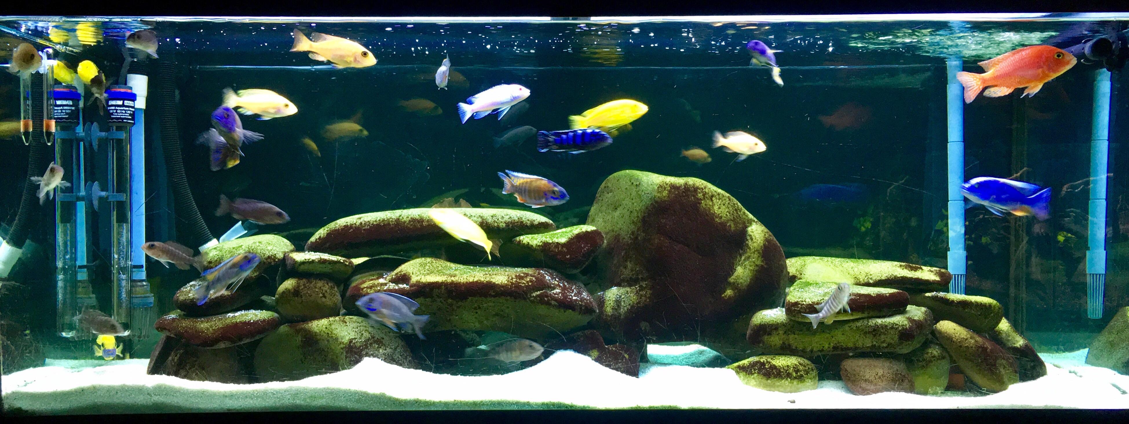 My 75g Lake Malawi Tank r/Aquariums