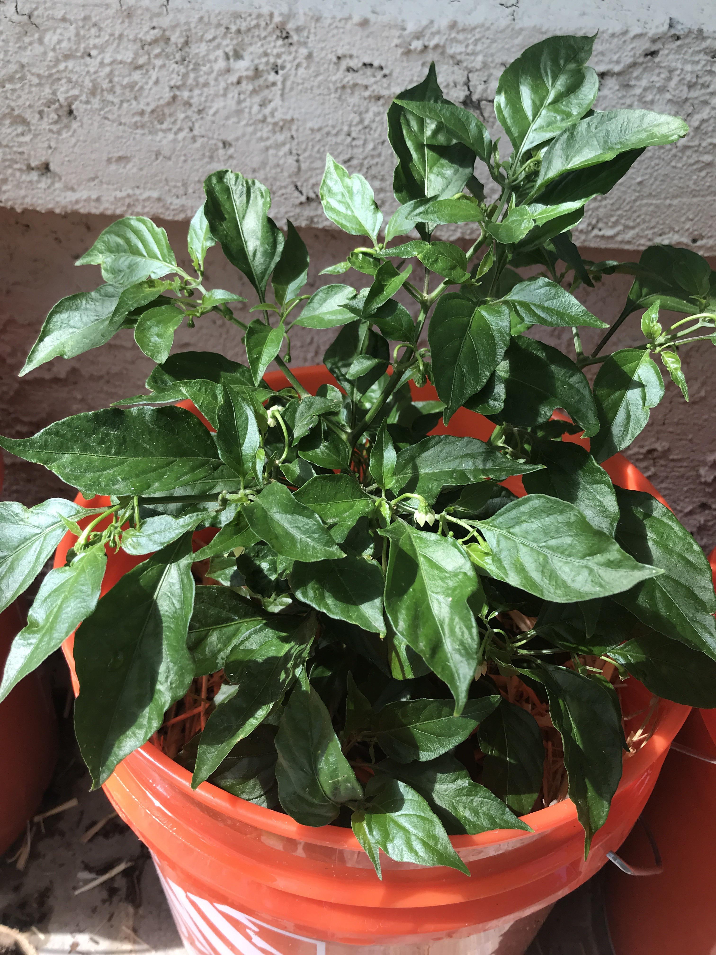 My habanero flowers keep falling off. Any ideas why? r/HotPeppers