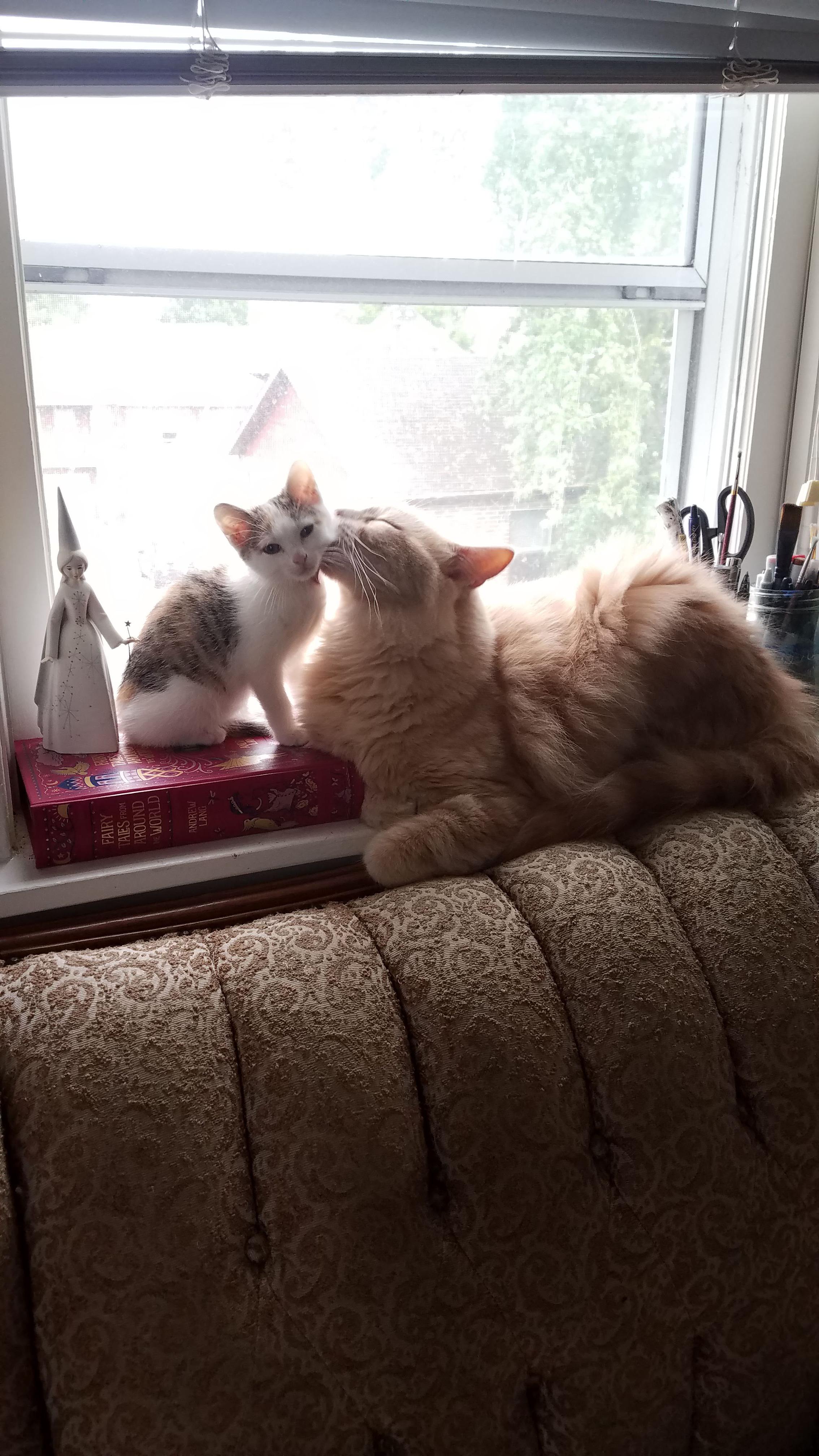 My cat Jellybean licks an old foster named Lil Jo. r/aww