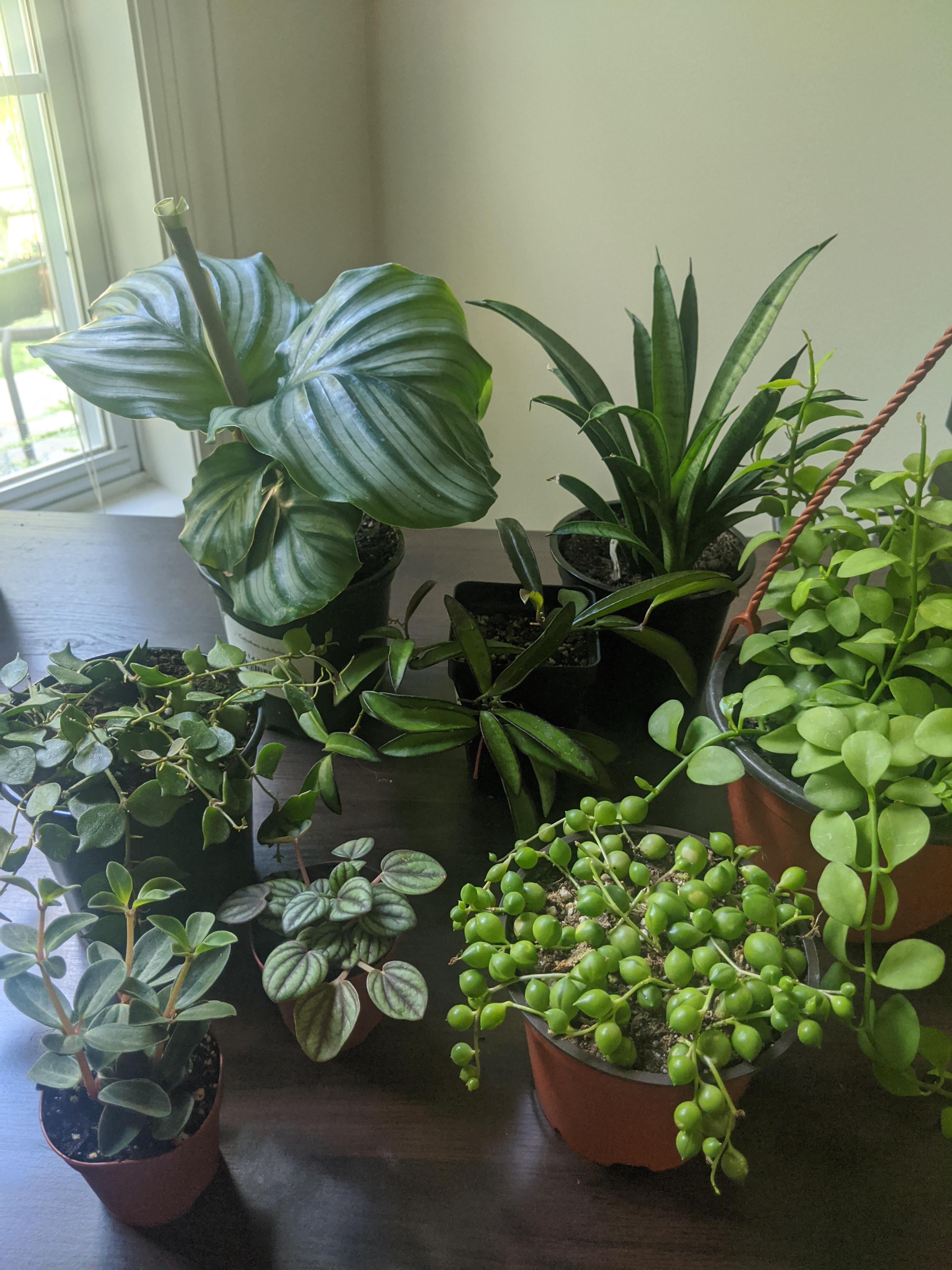 Fivestar Review Hewitt Garden and Design Center, Franklin, TN r