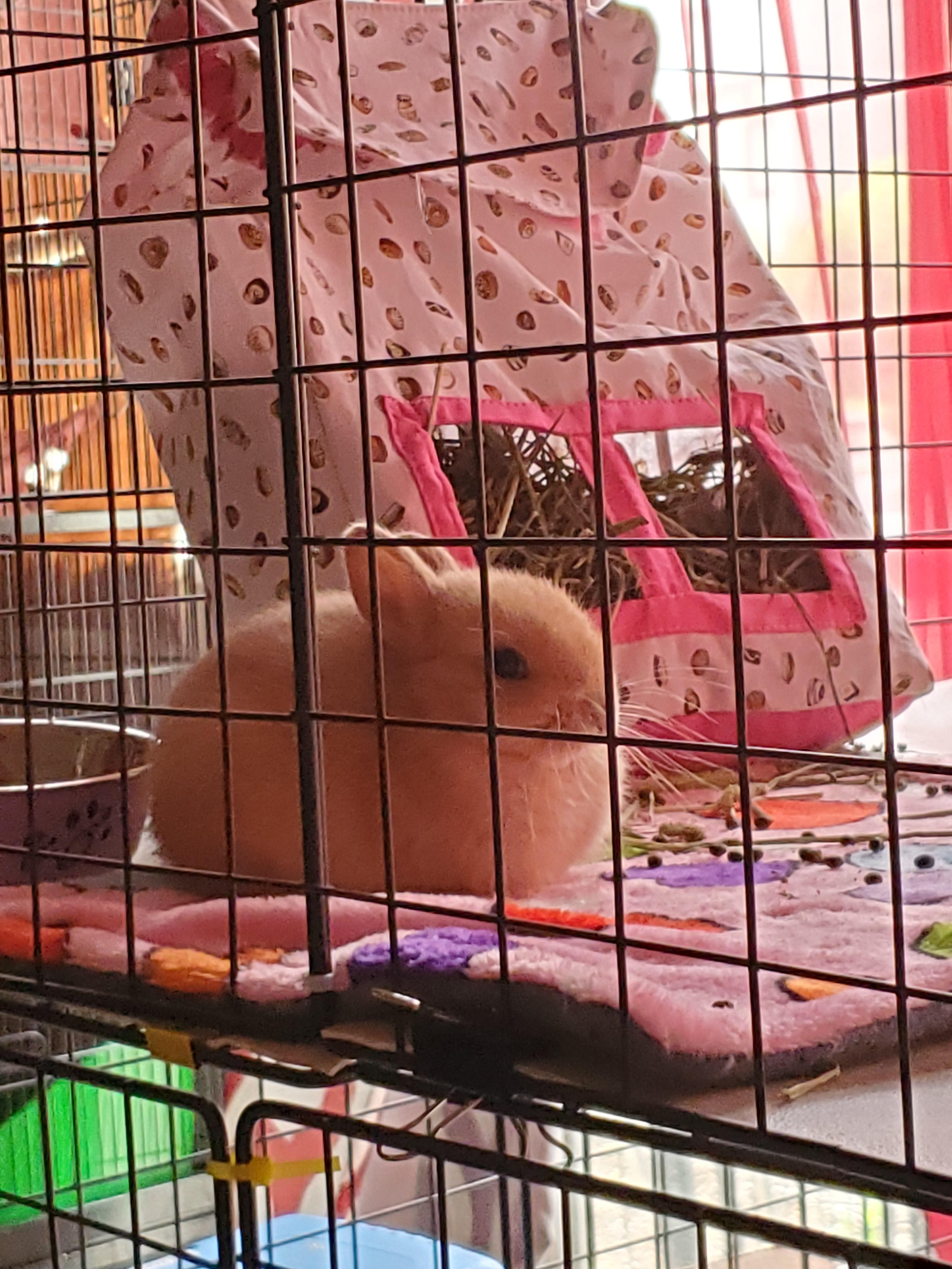 Ah, yes. A successful day of eating, binkying, and pooping all over my