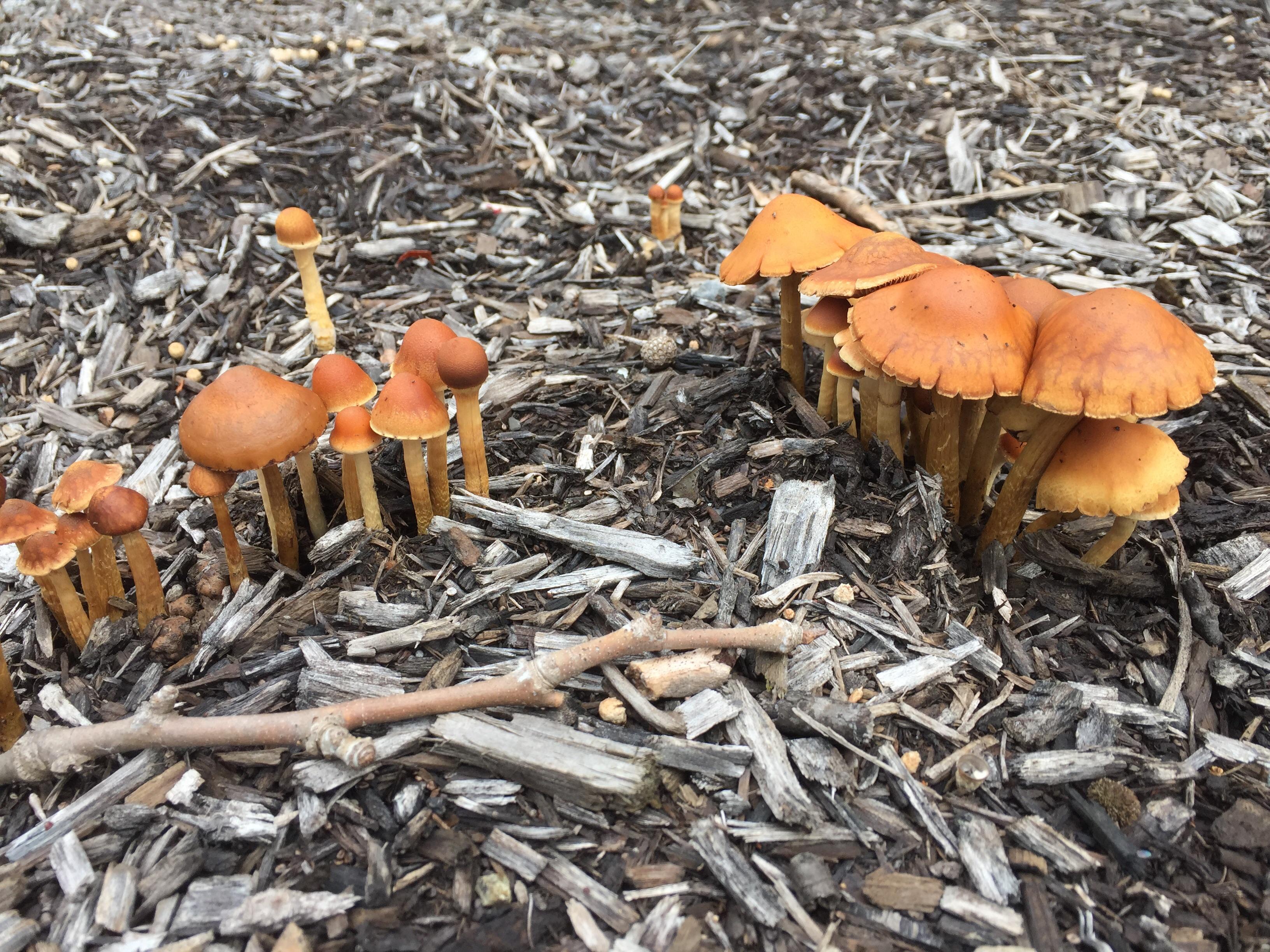 [ID Request] Old mulch, Pennsylvania r/mycology