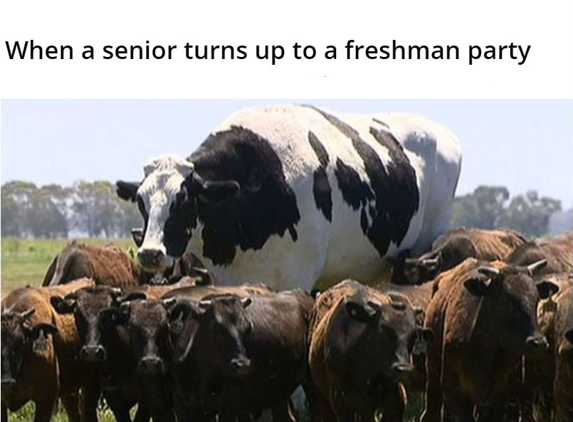 Absolute unit cow is here, invest! r/MemeEconomy