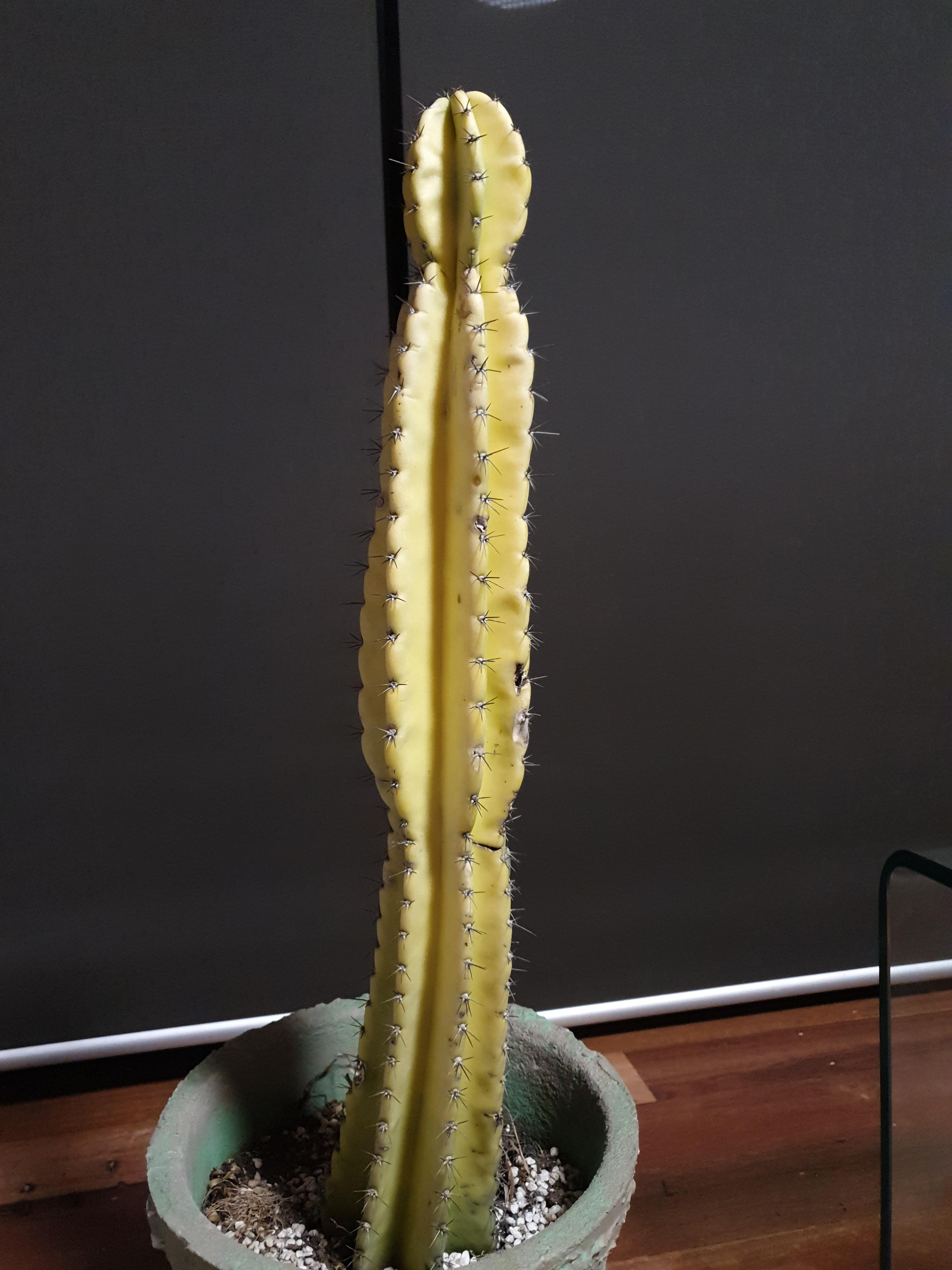 Just got this cactus and it's looking yellow with calloused spots along