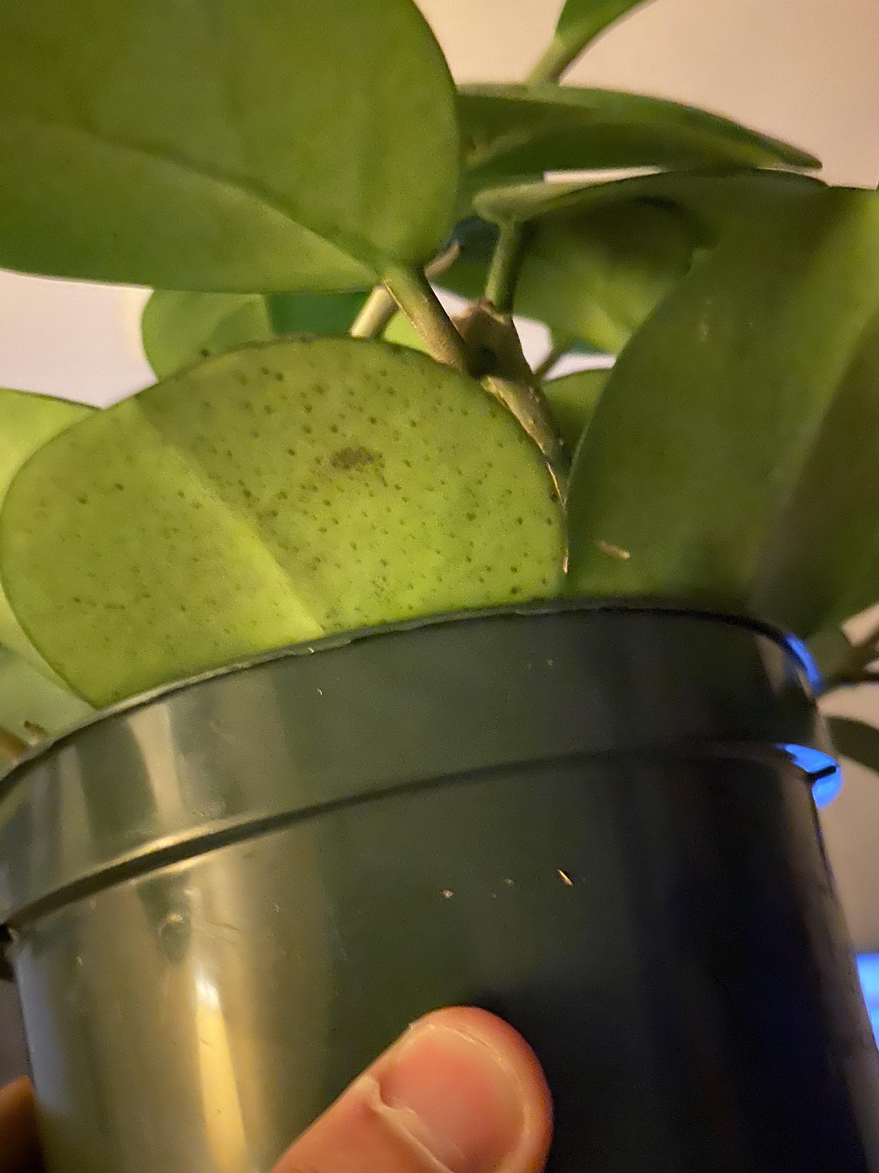 New Hoya obovata has developed black spots on the underside of the leaf