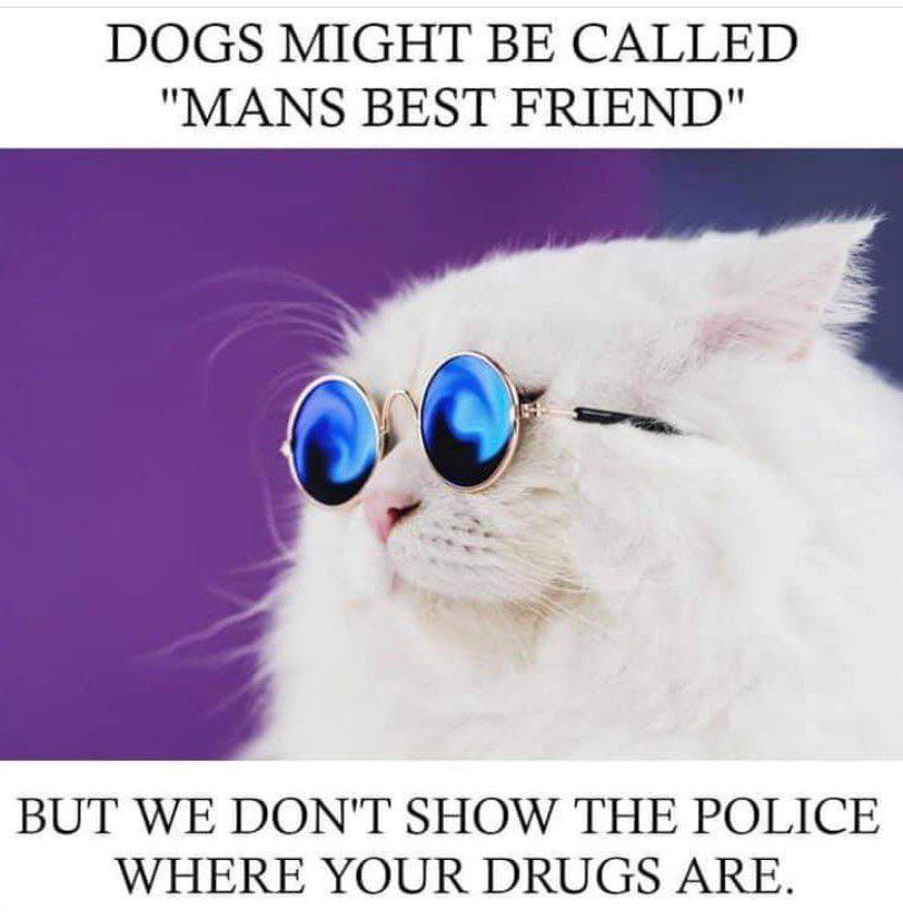 Cats man's best friend memes