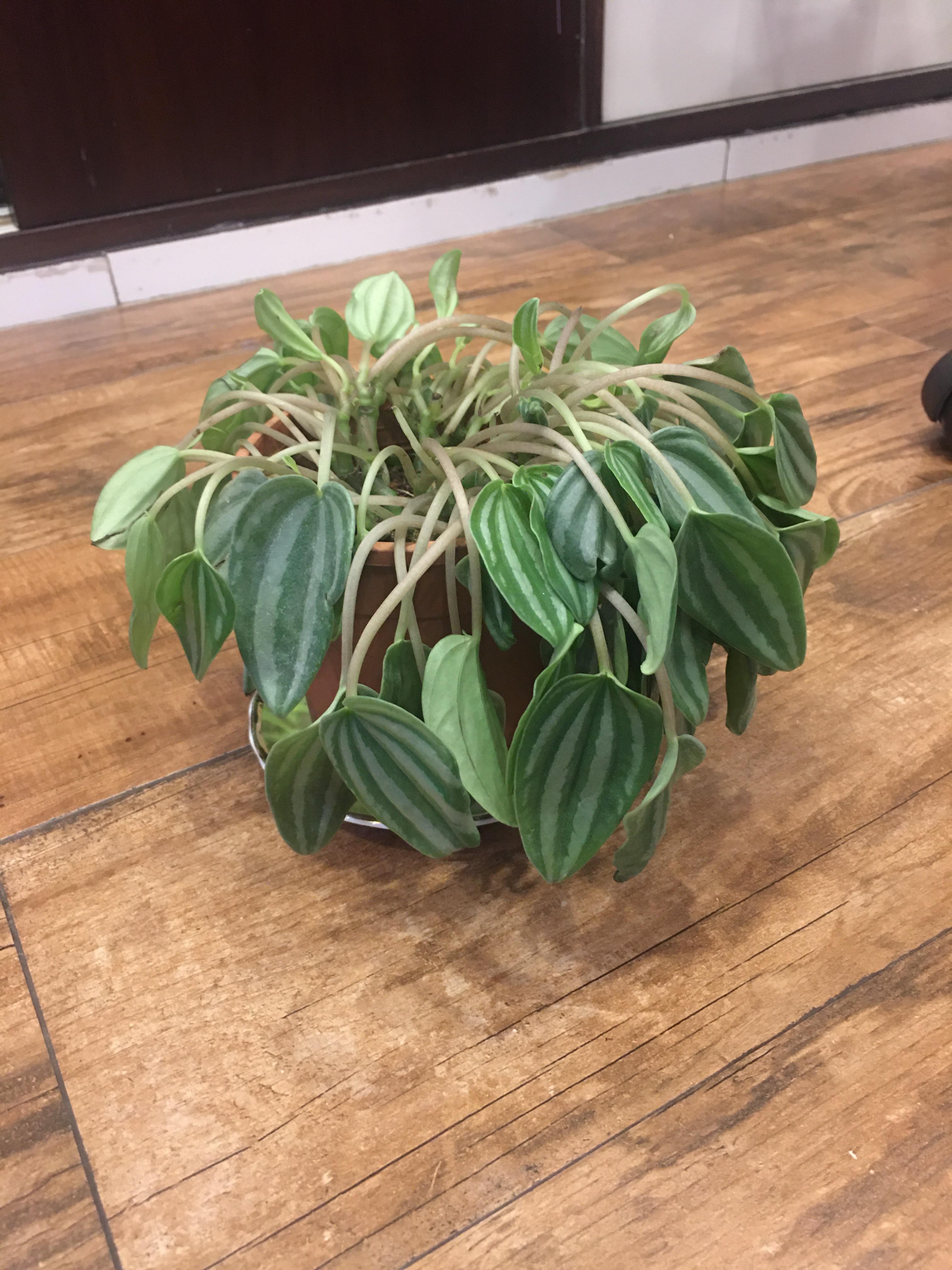 Mini Watermelon Peperomia leaves are drooping! (Details in comments