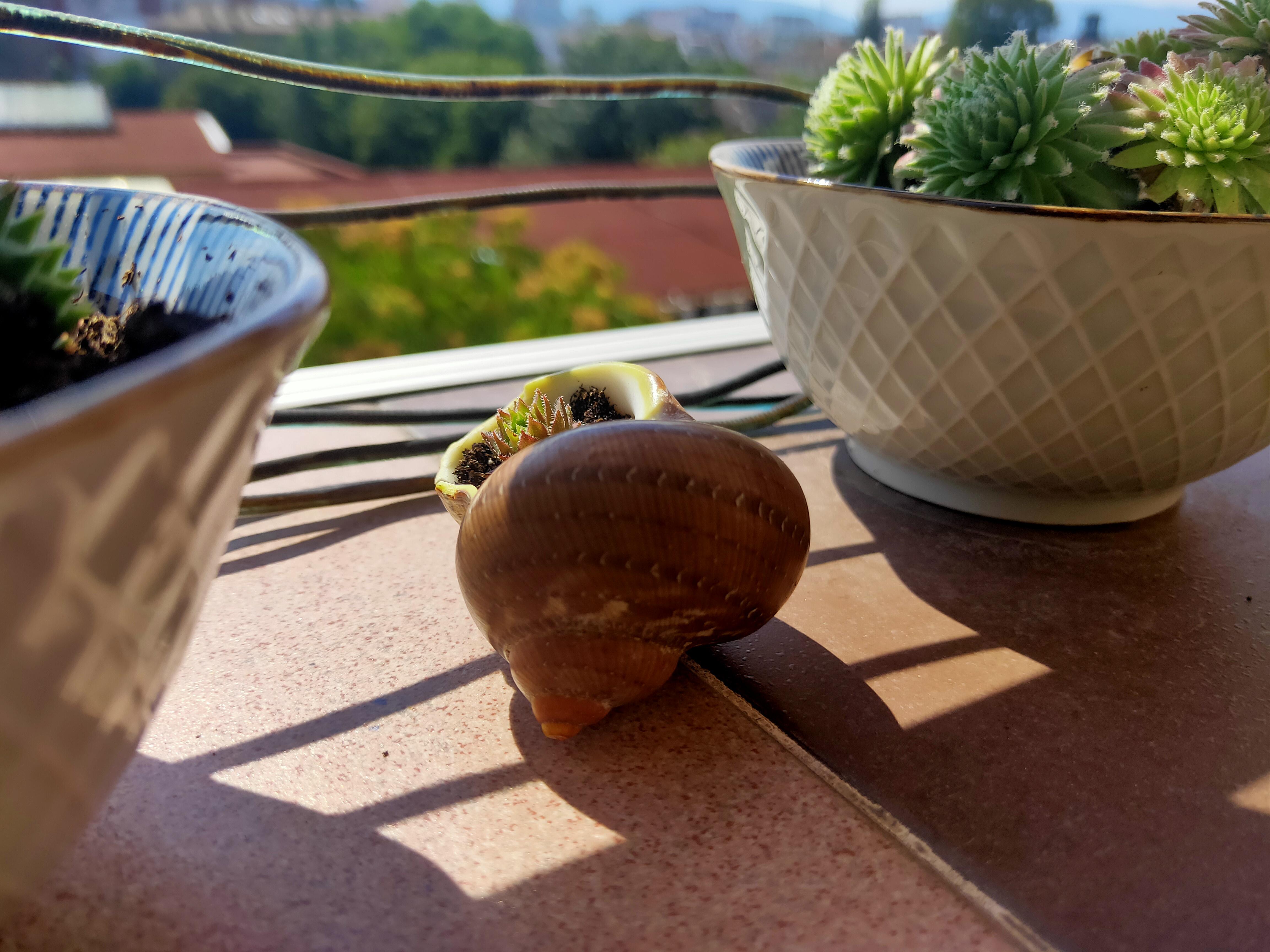 Tried potting a succulent in a shell for the first time. Hope it will