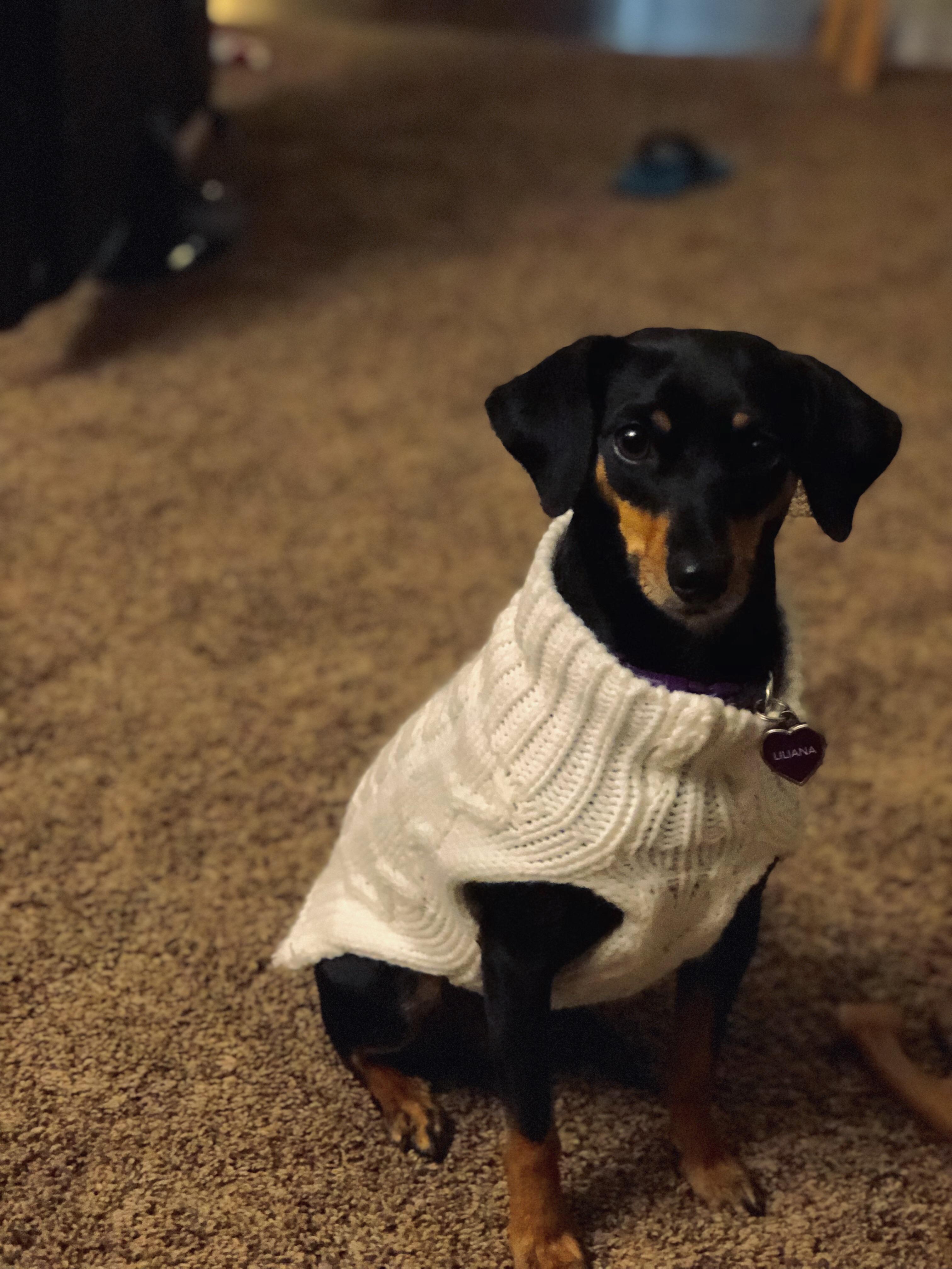 She wants to show off her new sweater r/minpin