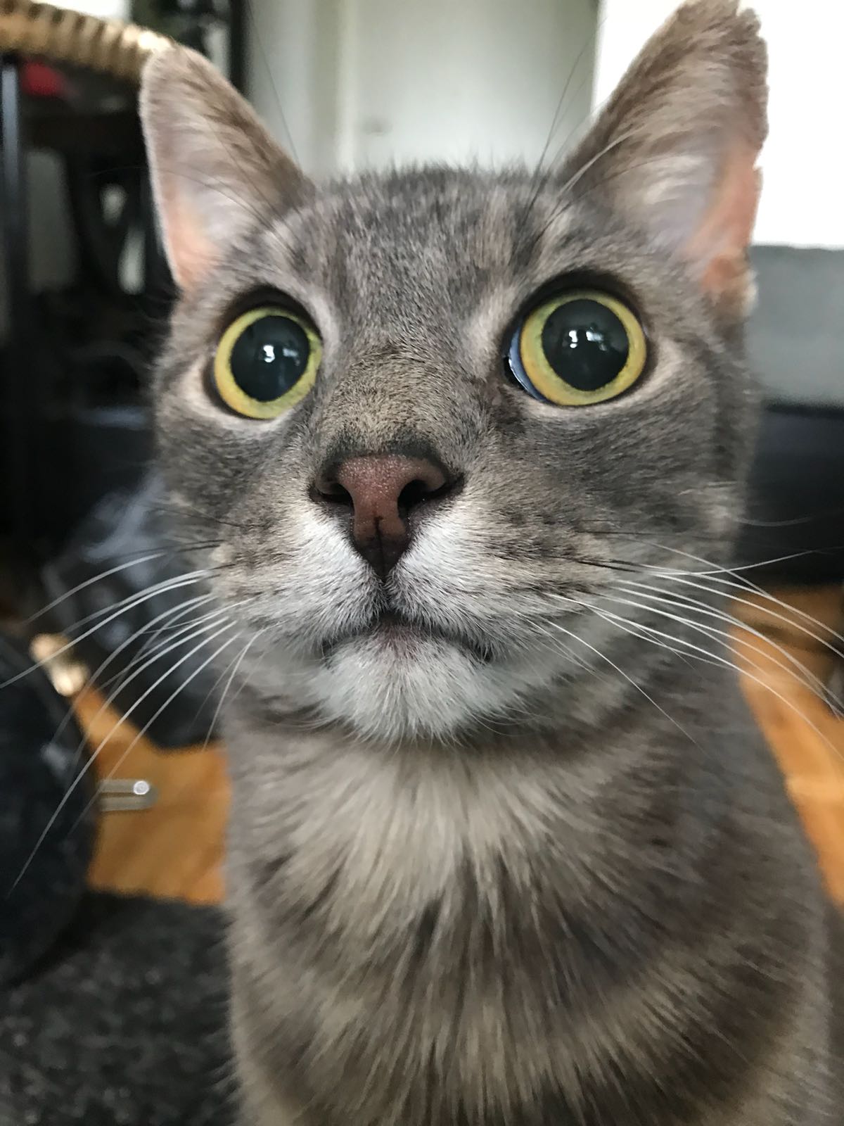 TIL my "6 year old" is actually 12. Still my little dude! cats