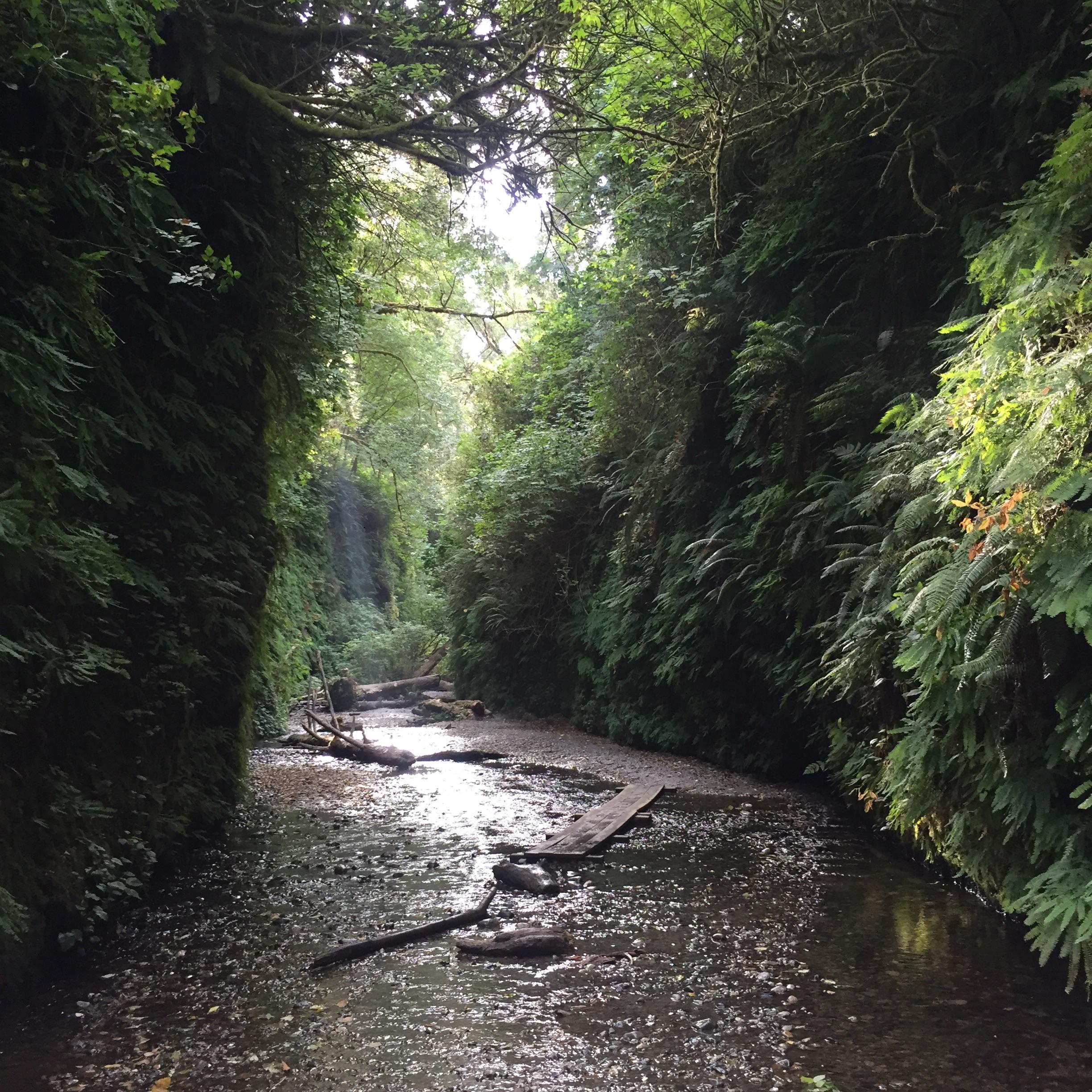 Fern Valley, Redwoods National and State Park travel and rhum