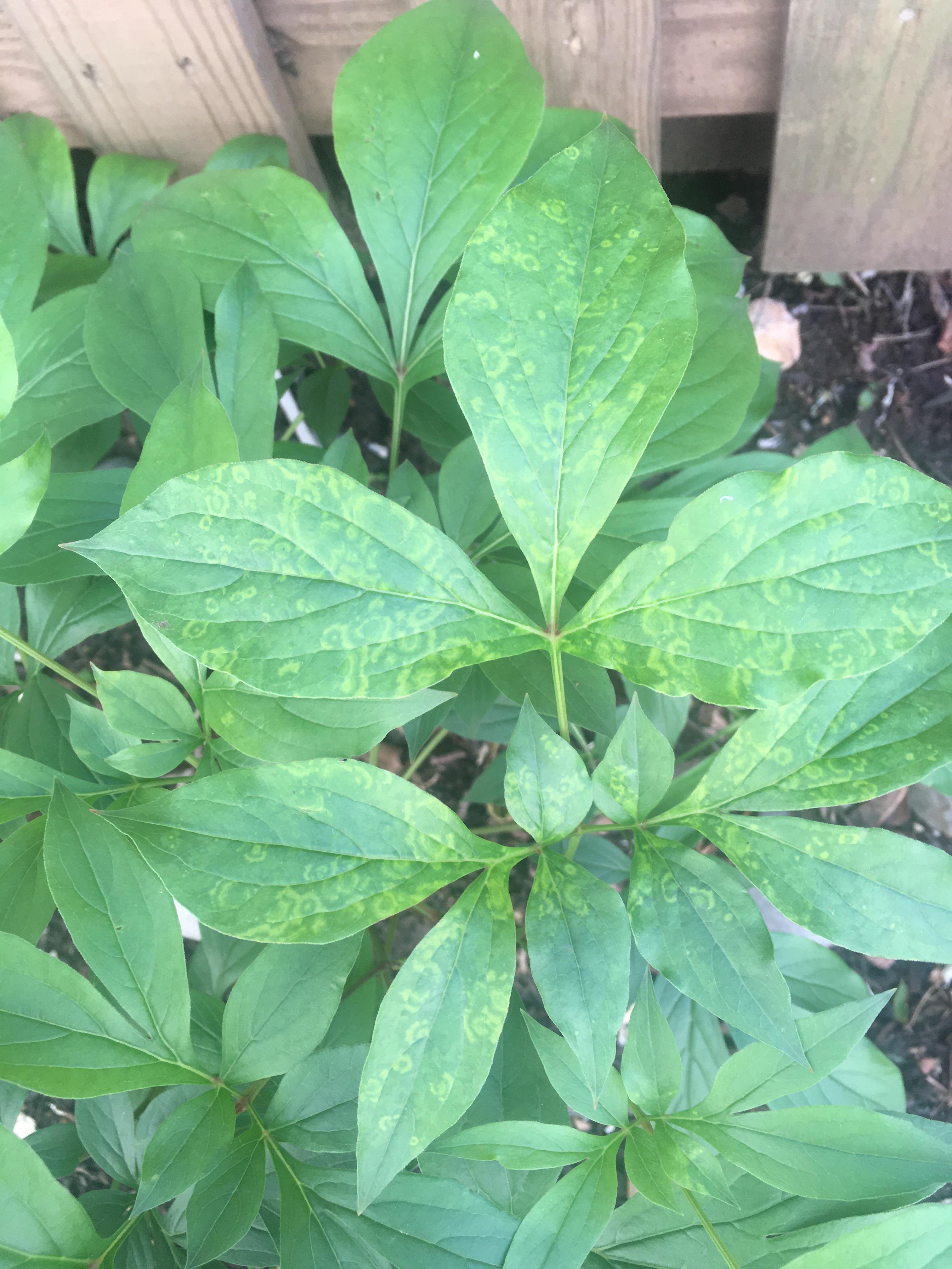 What is going on with my peony leaves? 🙏 r/gardening