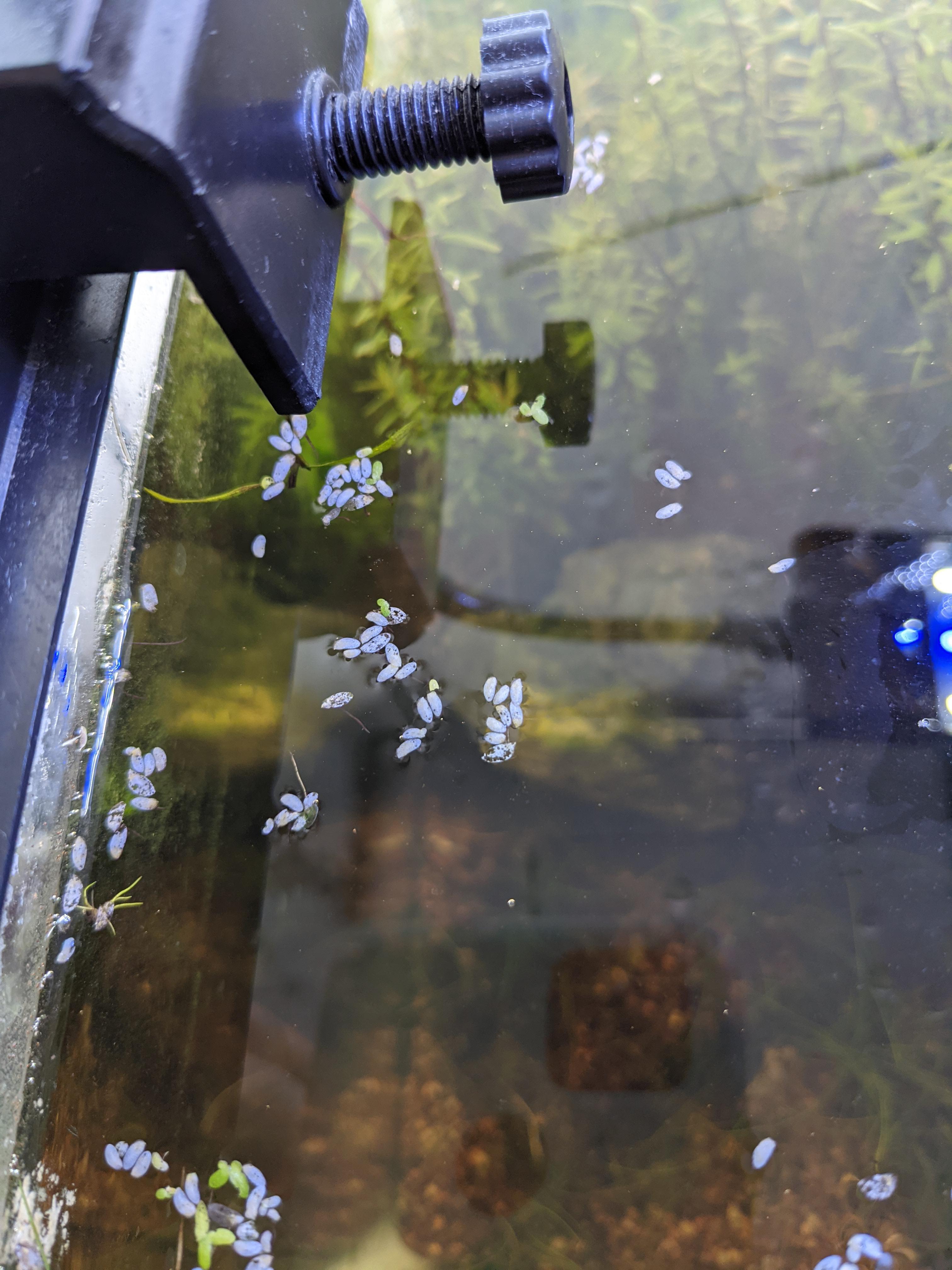 Help! My floating plants keep dying and I don't know why. Any ideas