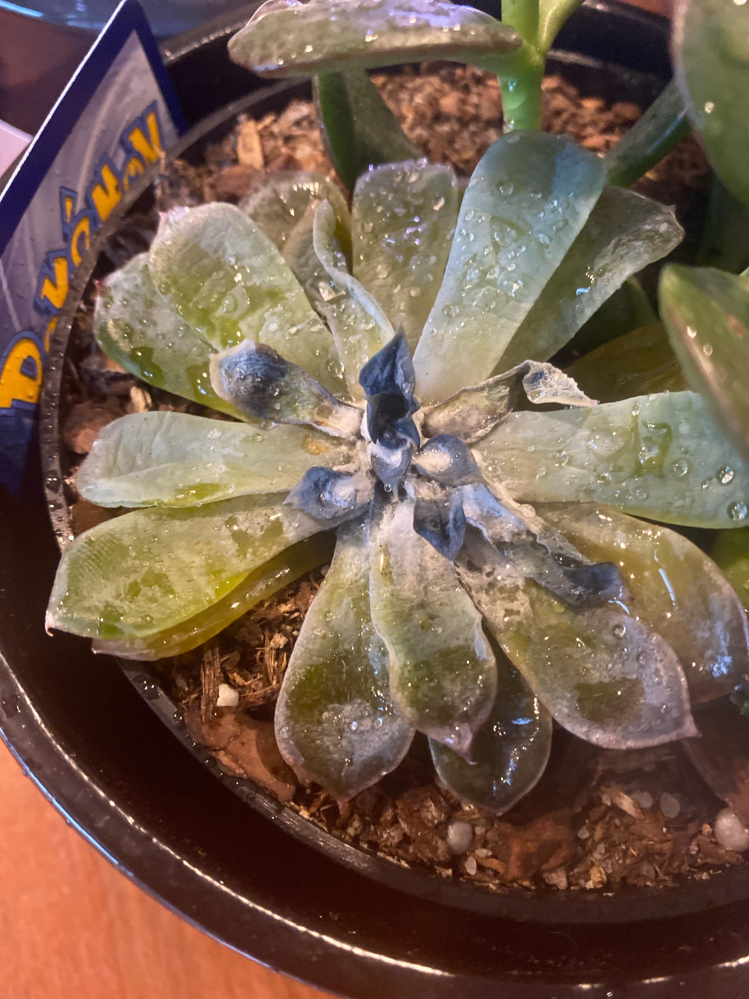 Help!! My succulent has these white spots on it and I think it’s fungus