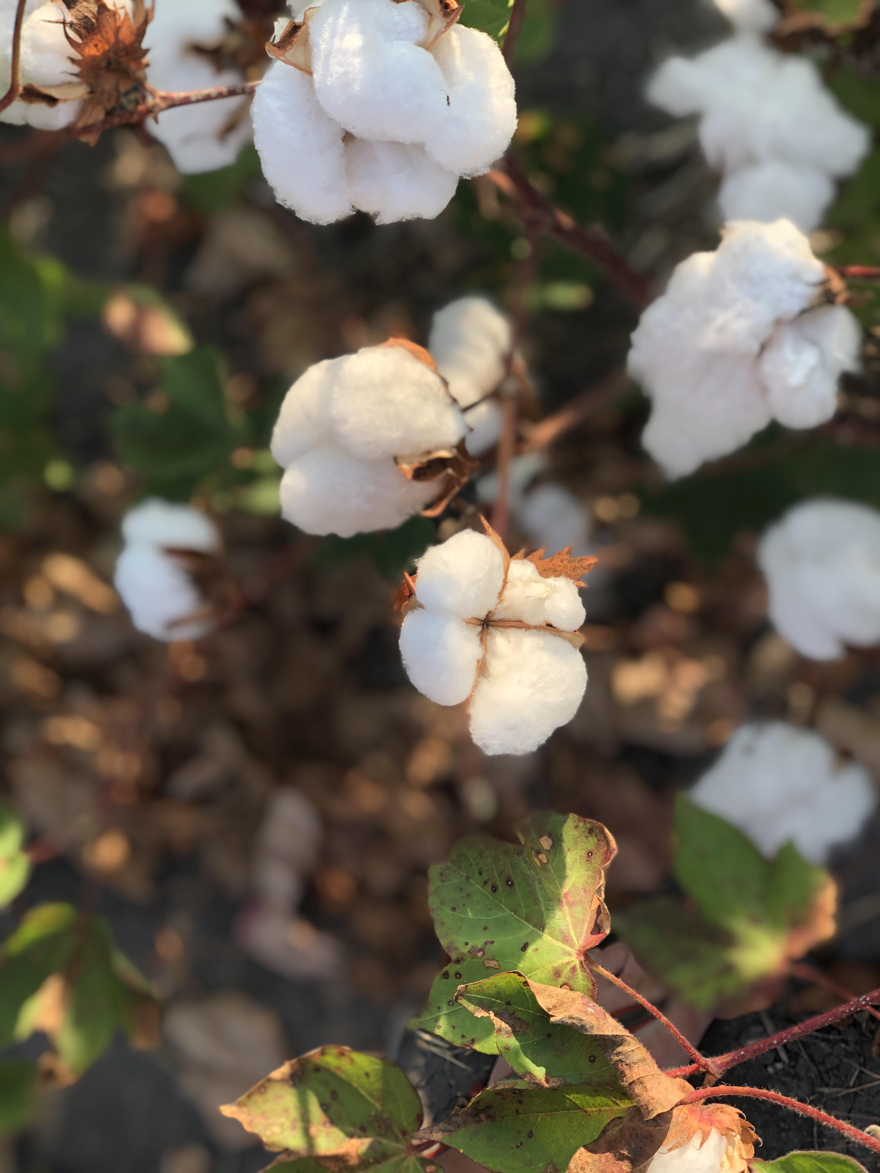 Moved to a place where cotton grows and saw my first cotton plant
