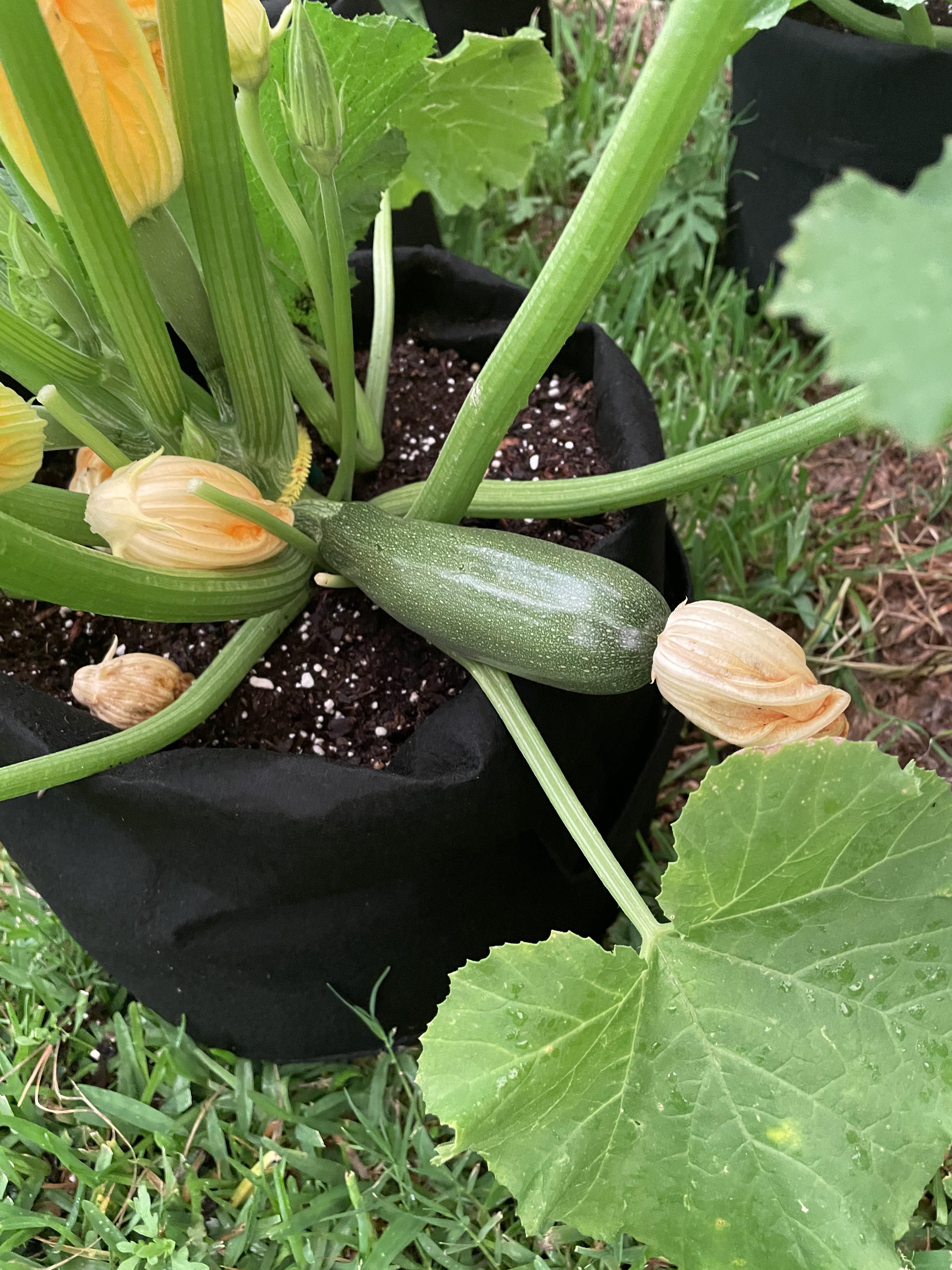 I grew my first vegetable ever! What an indescribable feeling ! r