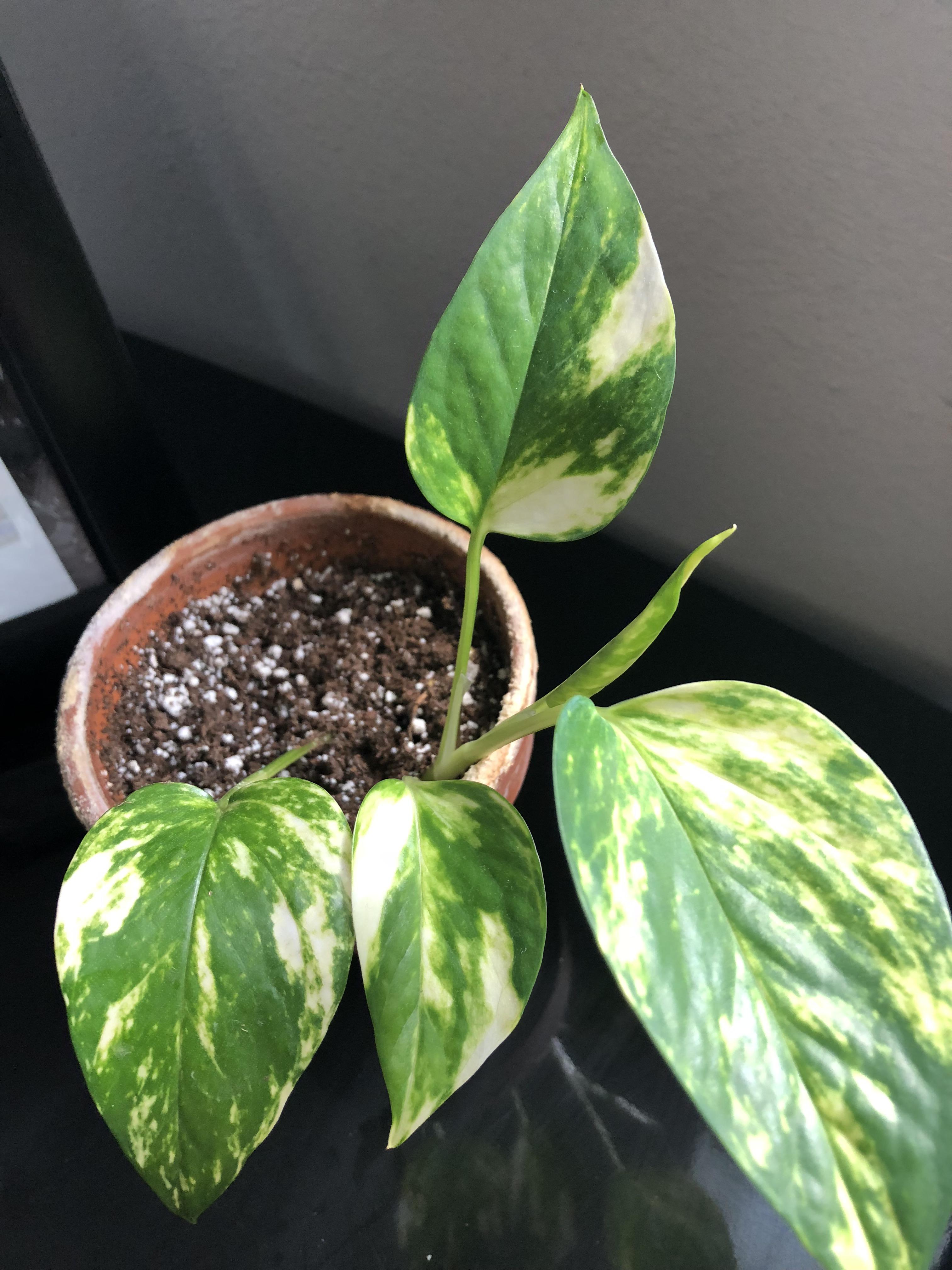 Pothos Golden Queen Pothos Plant