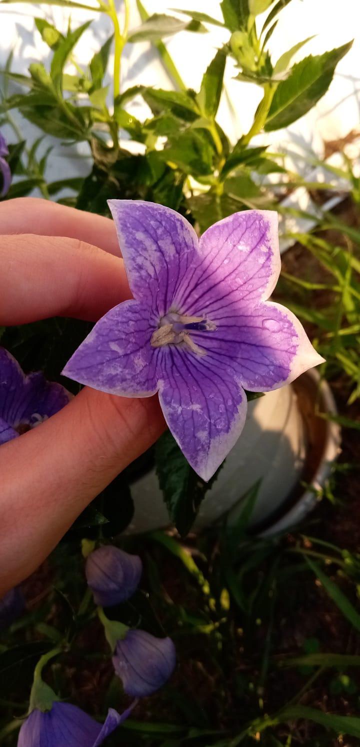 Help! Something is killing my Balloon Flowers (Details in comments) r